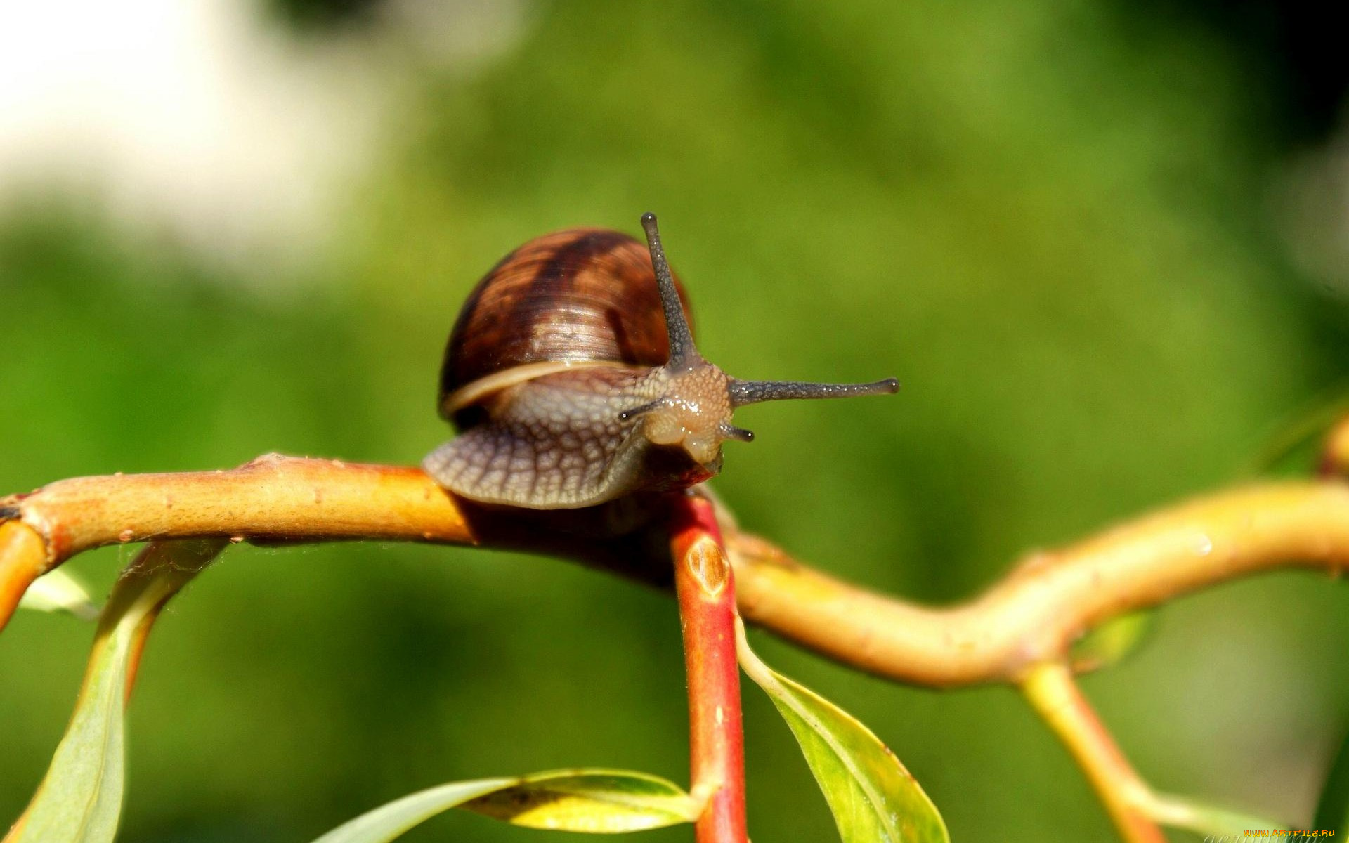 животные, улитки, макро
