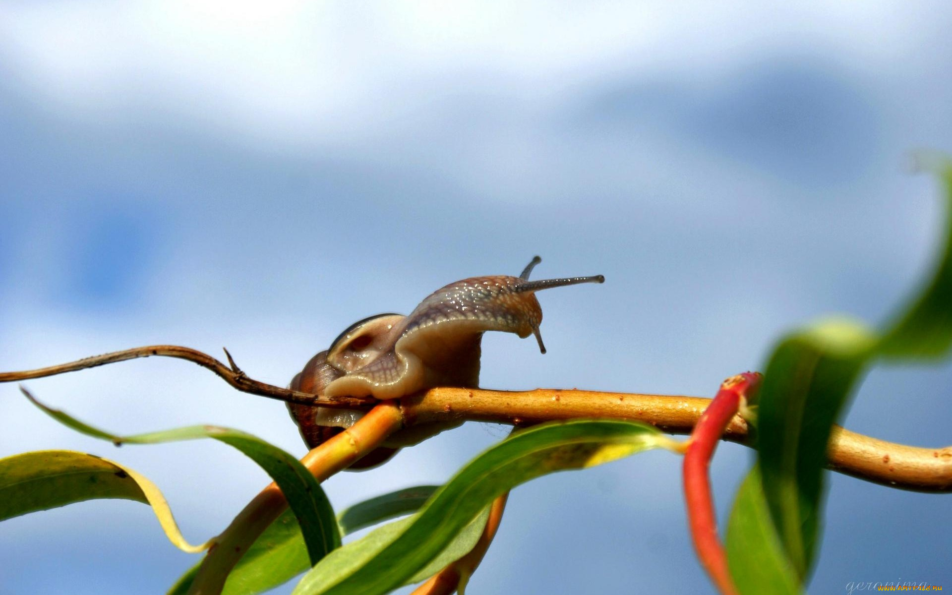 животные, улитки, ветка, листья, улитка