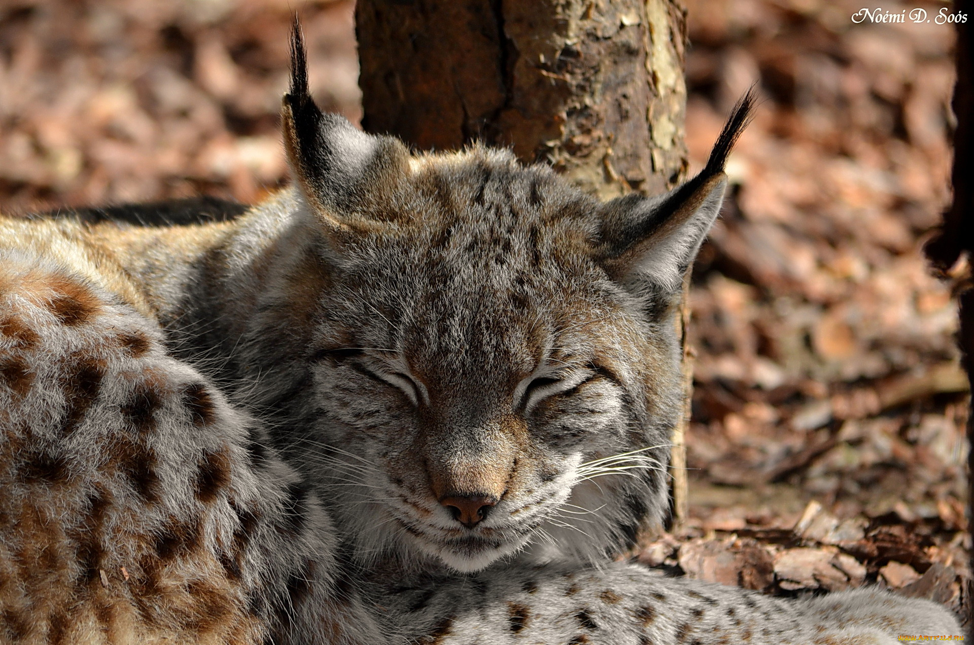 животные, рыси, морда, рысь, спит