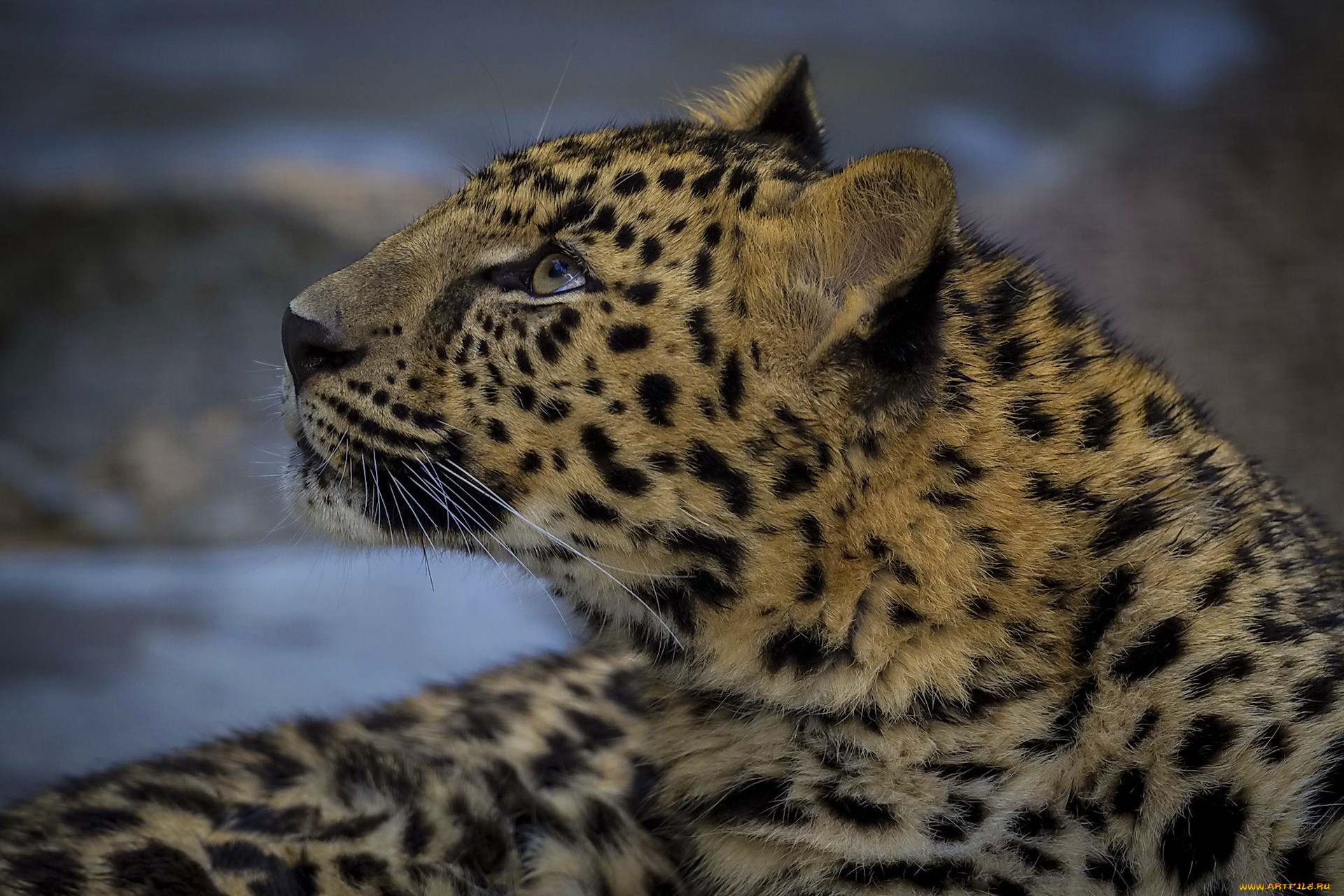 животные, леопарды, морда, смотрит, вверх, леопард