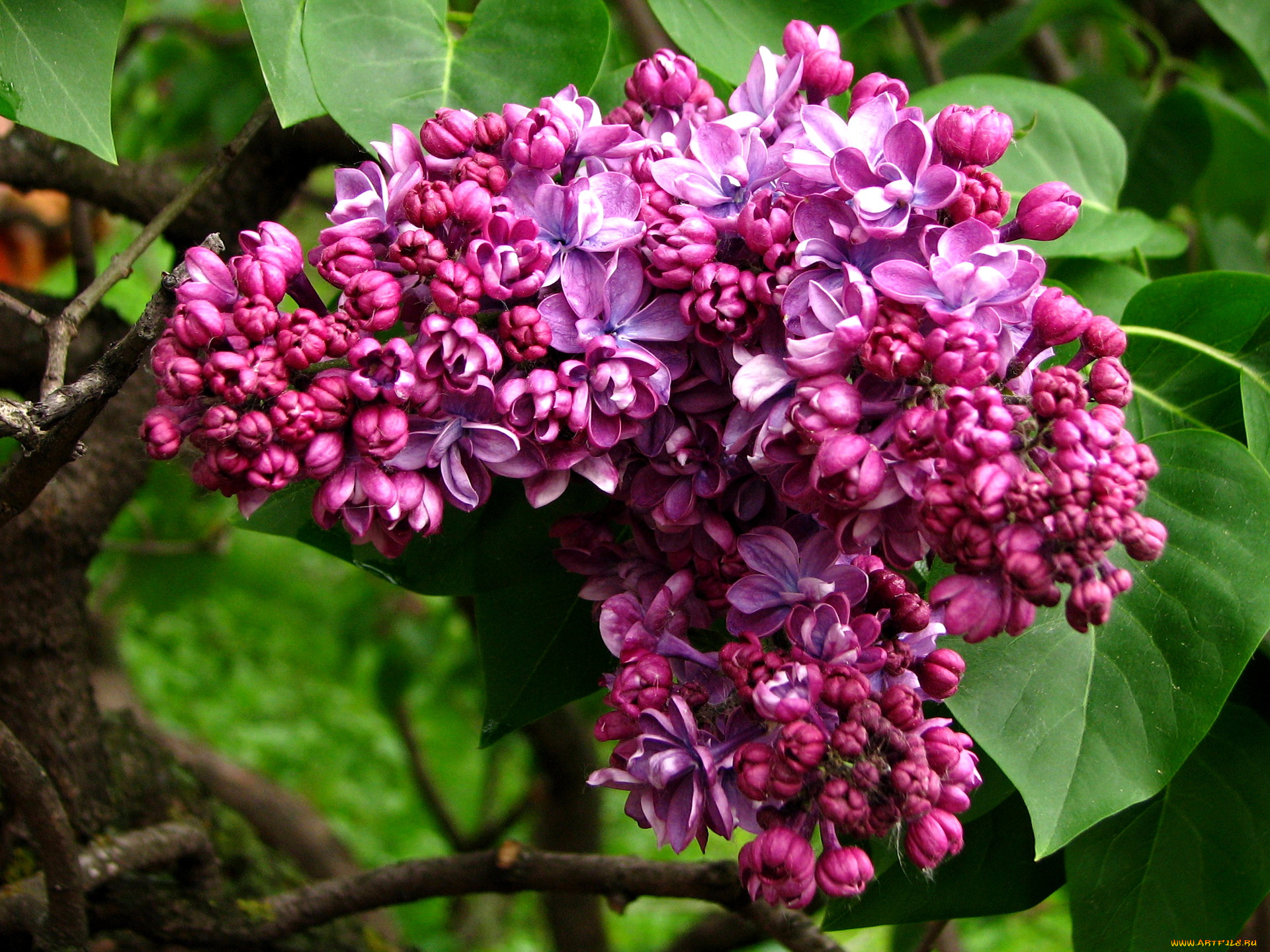 цветы, сирень