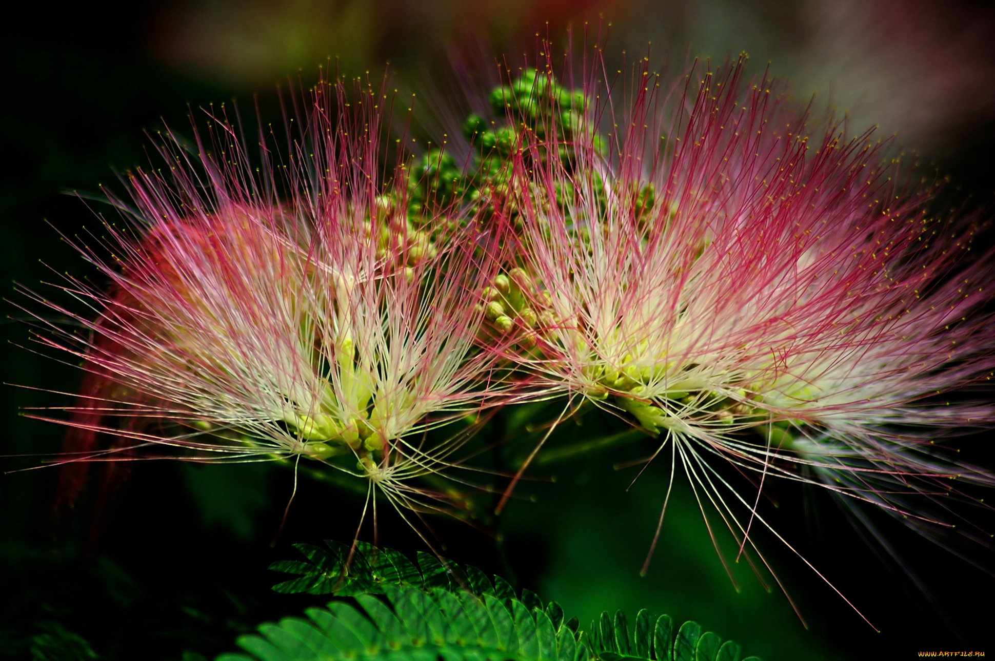 цветы, акация, листья