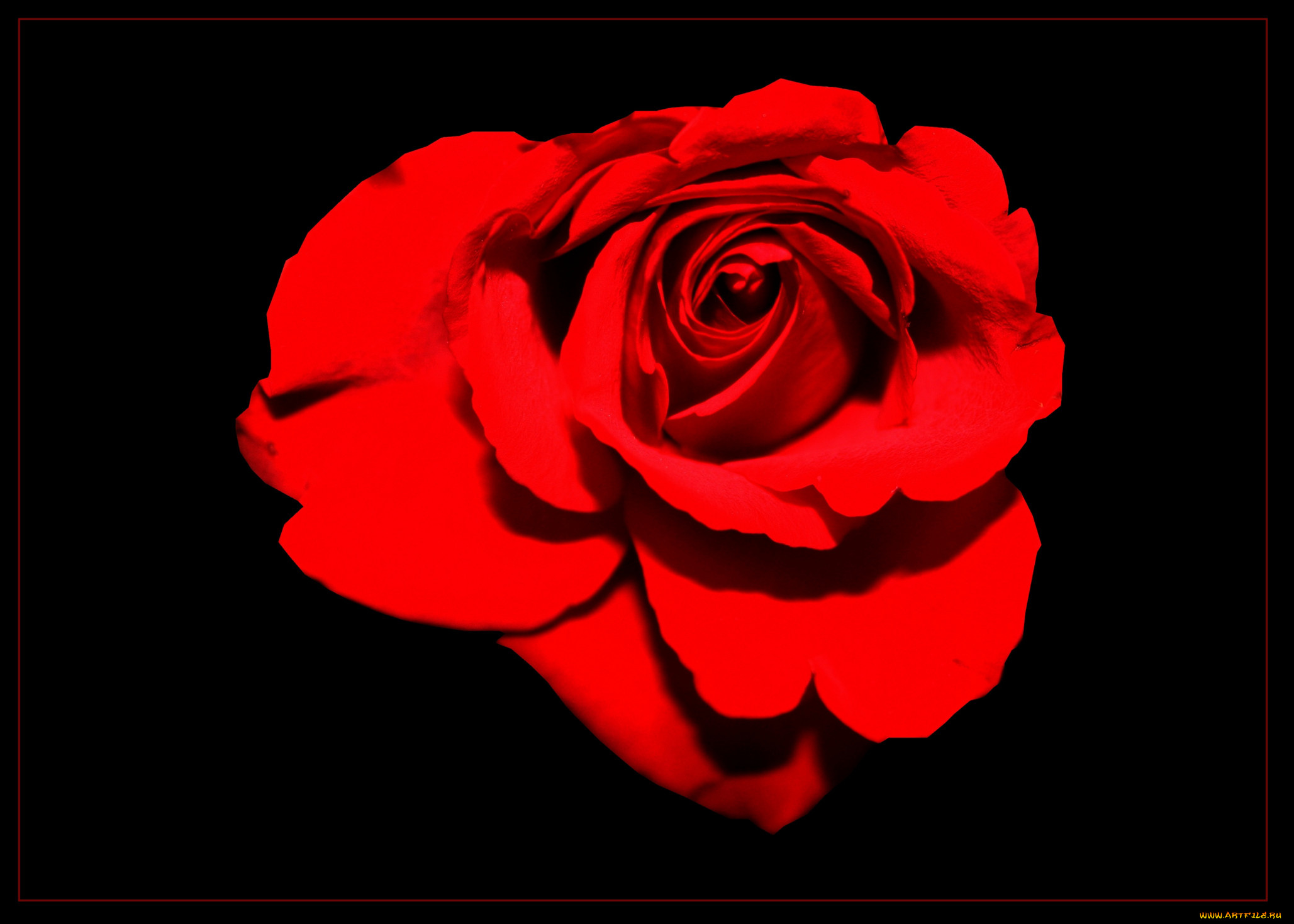 цветы, розы, роза