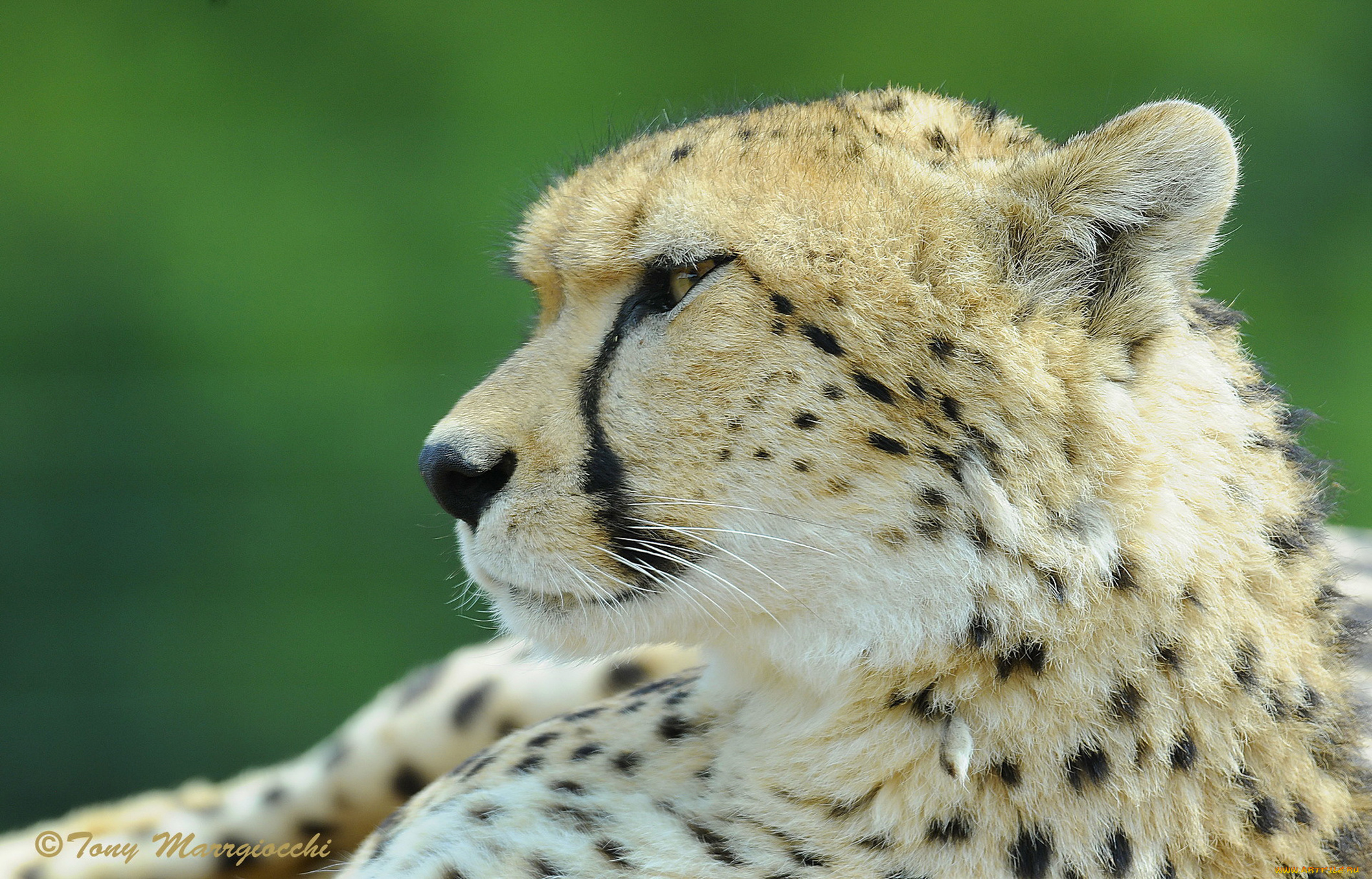 животные, гепарды, профиль, взгляд, пятна, морда, гепард