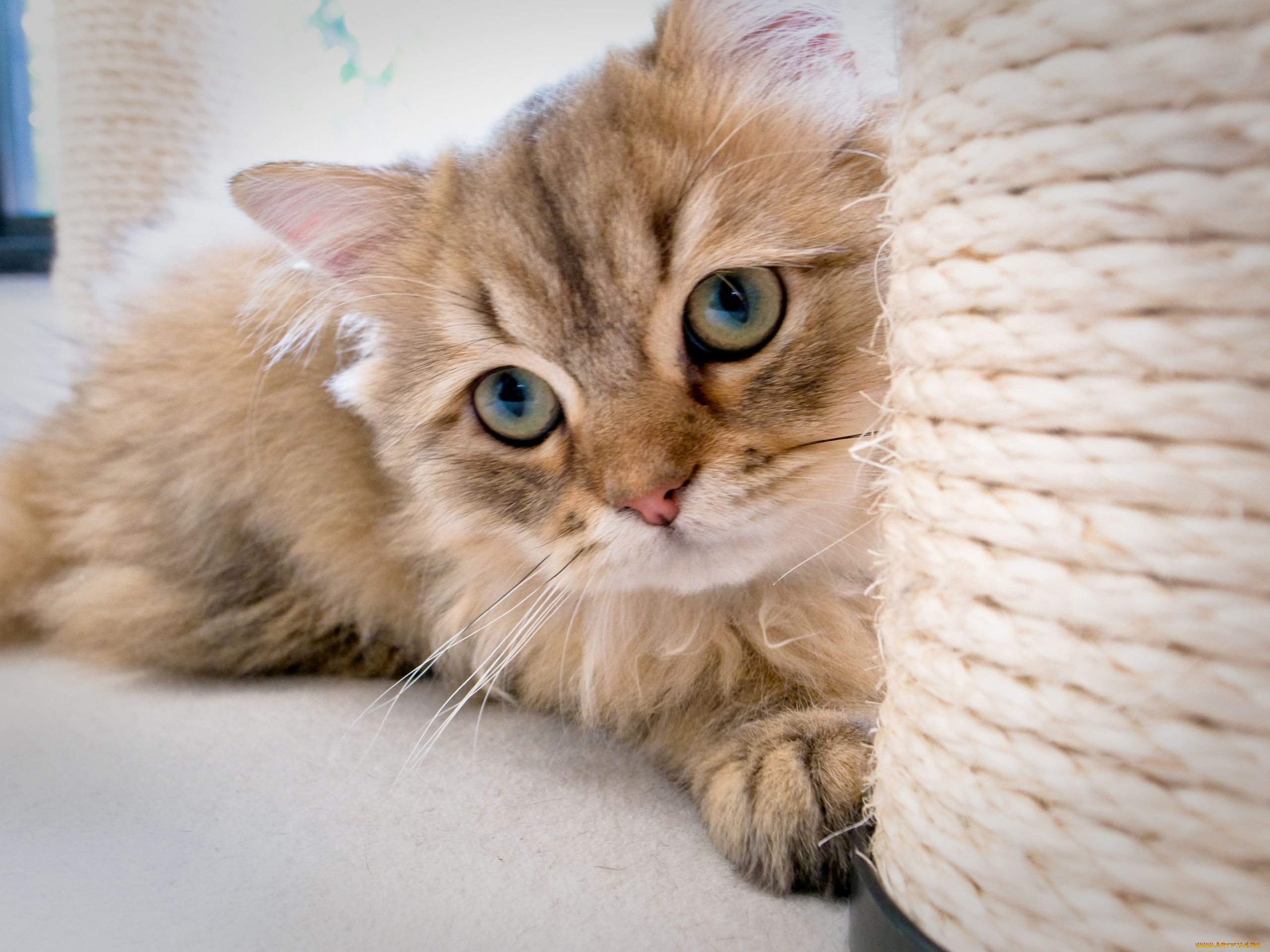 животные, коты, когтеточка