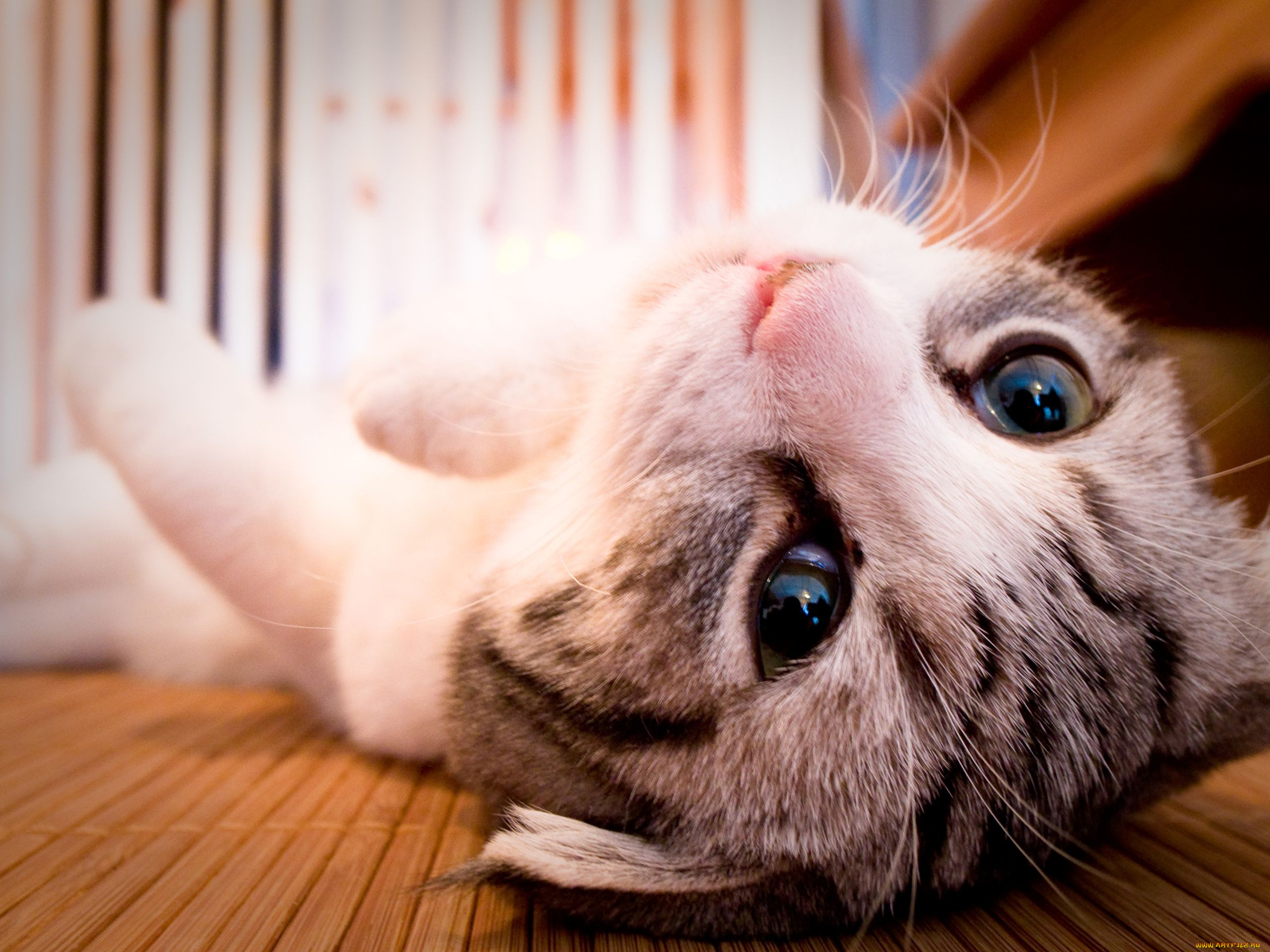 животные, коты, котэ