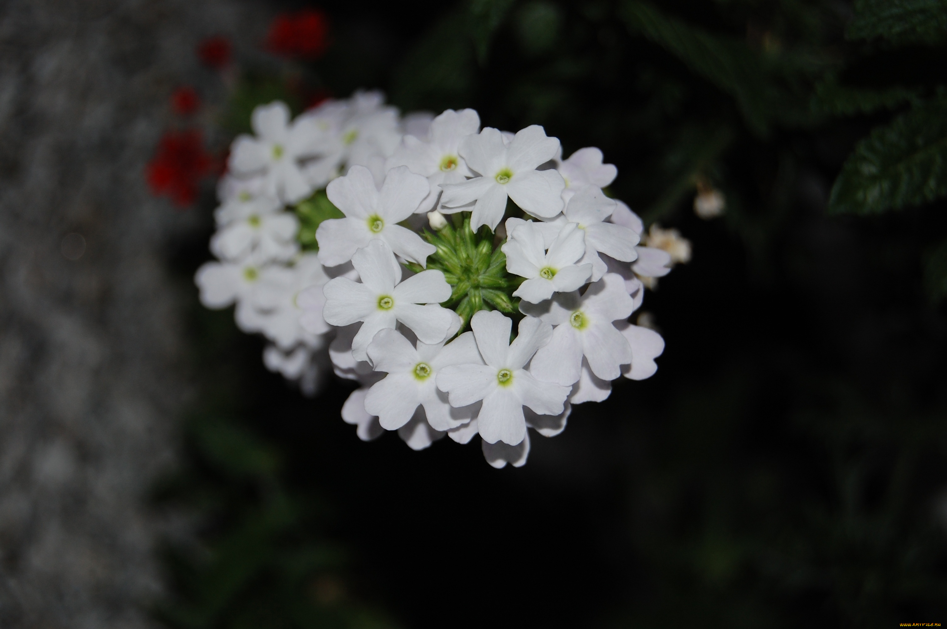 цветы, лантана, вербена, белый