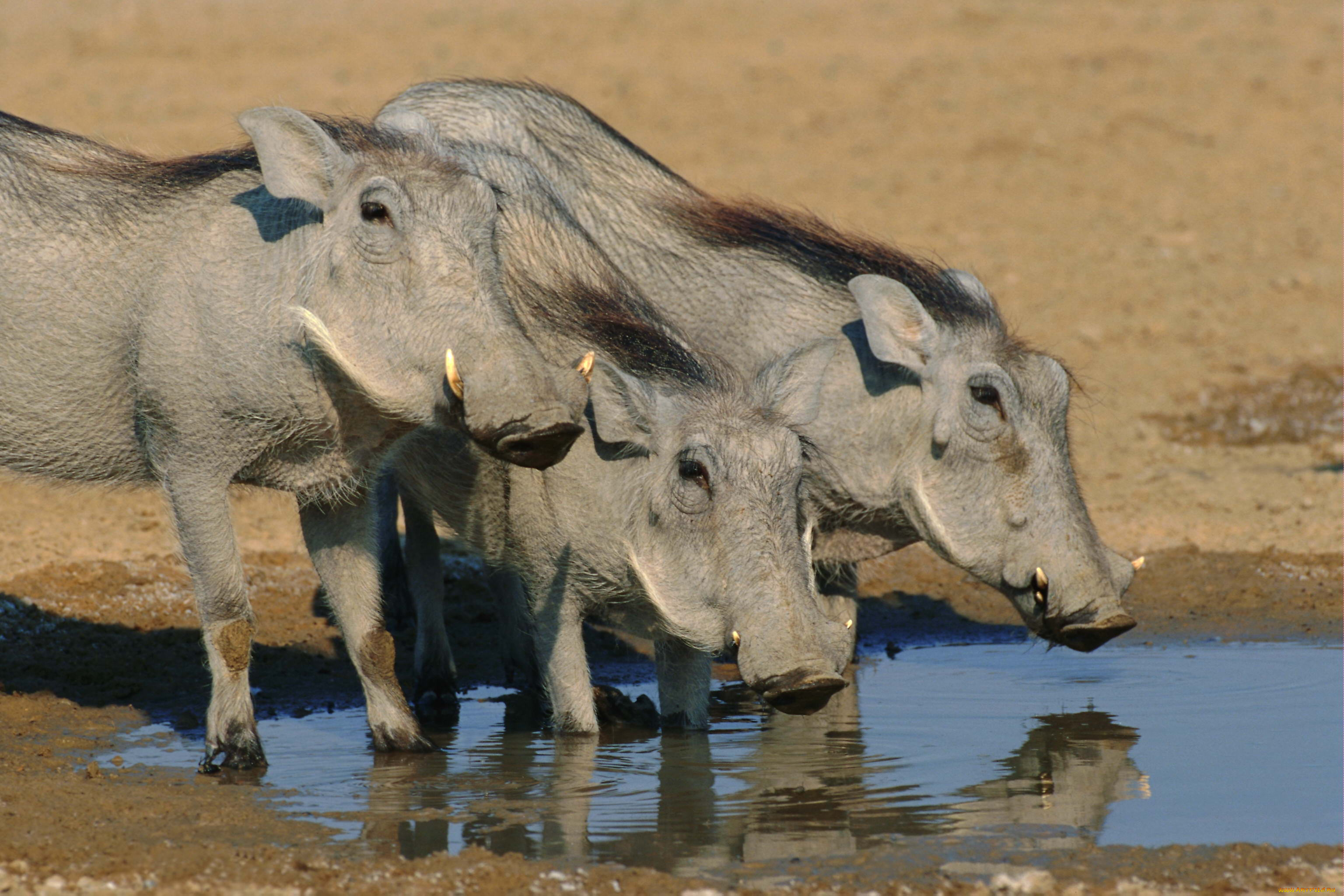 животные, свиньи, кабаны, водопой