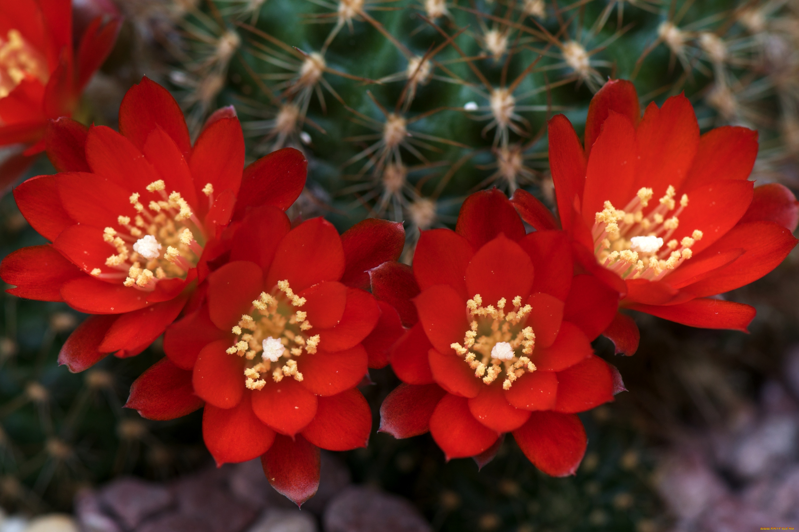 цветы, кактусы, колючки, красный