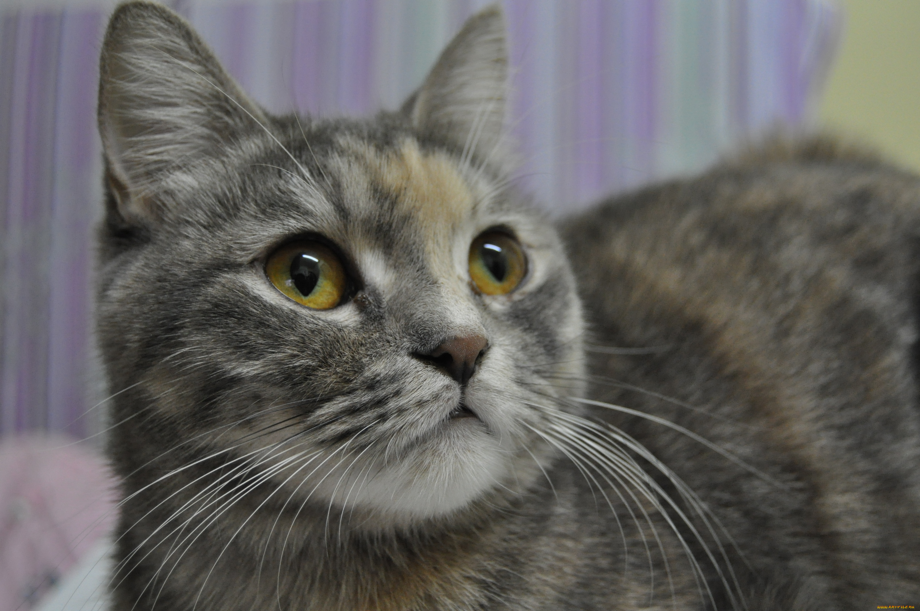 животные, коты, cat