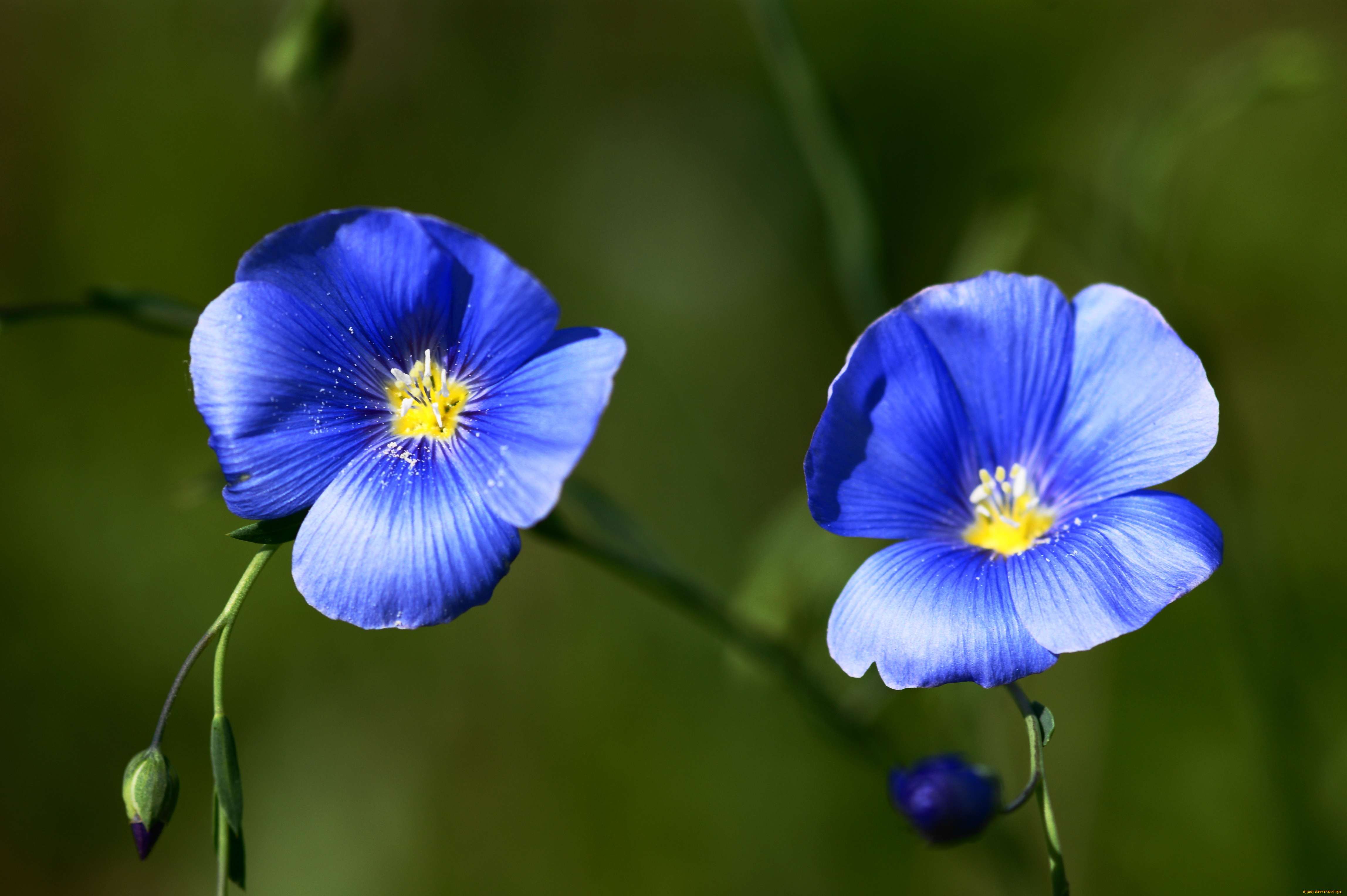 цветы, луговые, полевые, лён