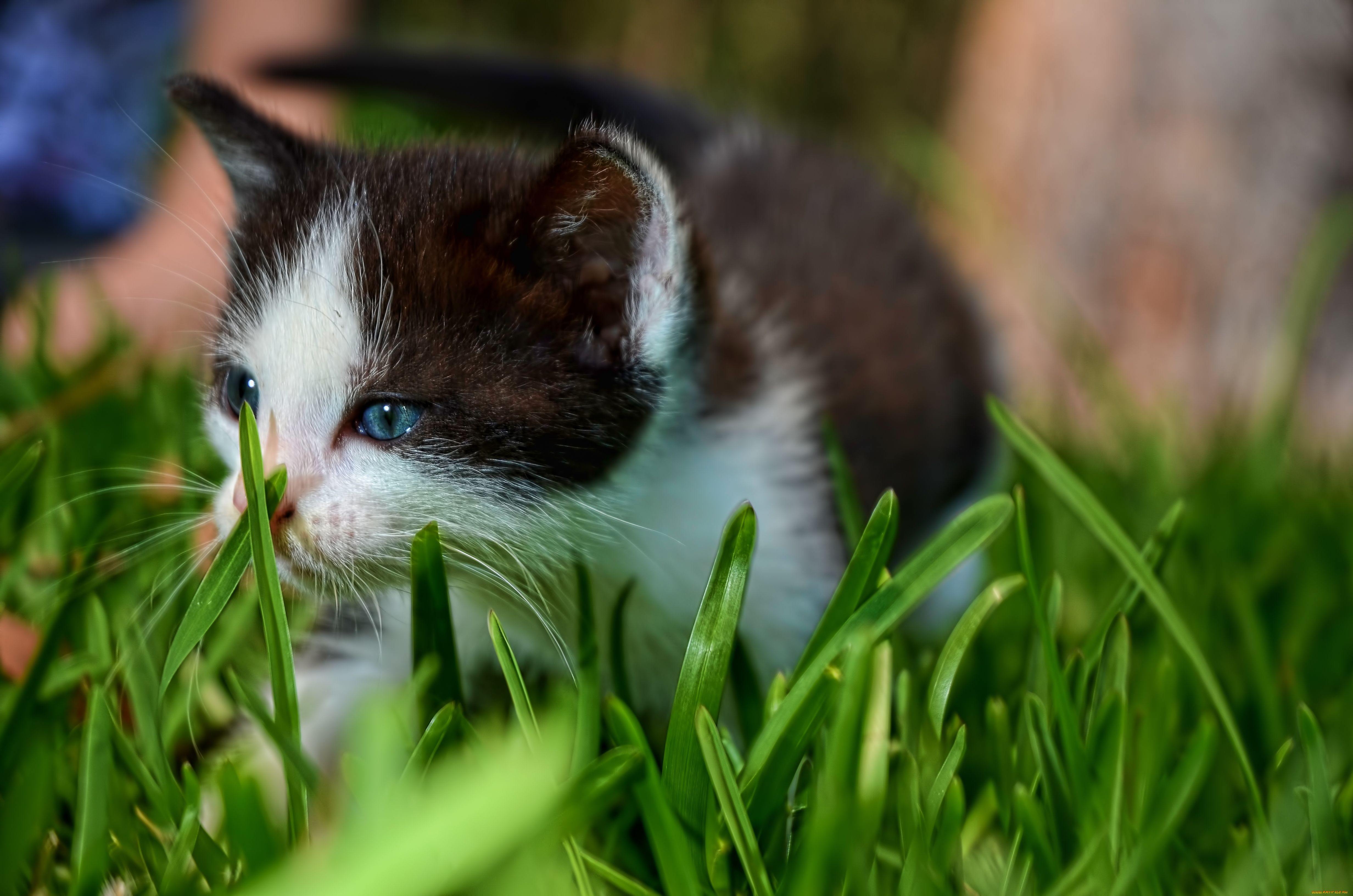 животные, коты, котенок