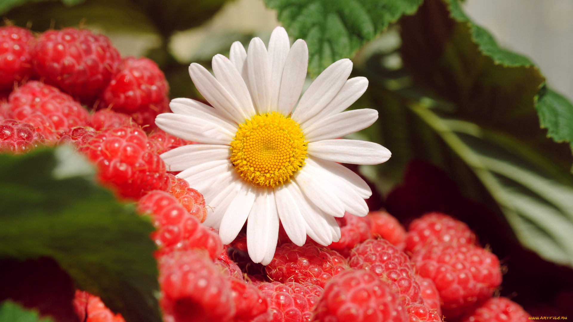 еда, малина, лето, ягоды, цветы
