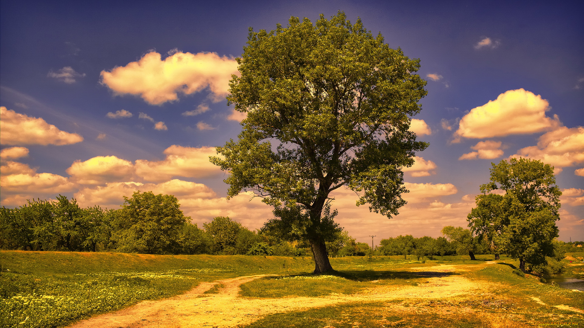 природа, деревья, дерево, облака