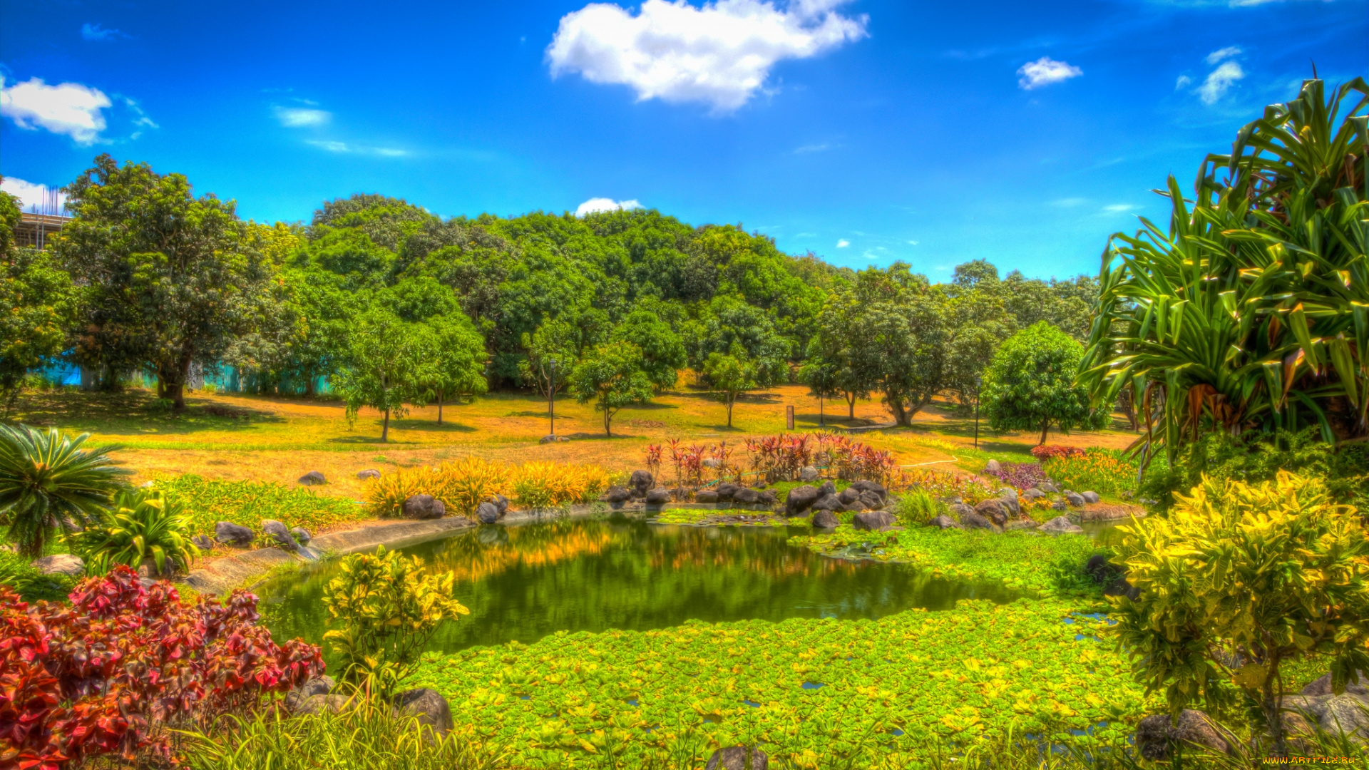 природа, парк, пейзаж