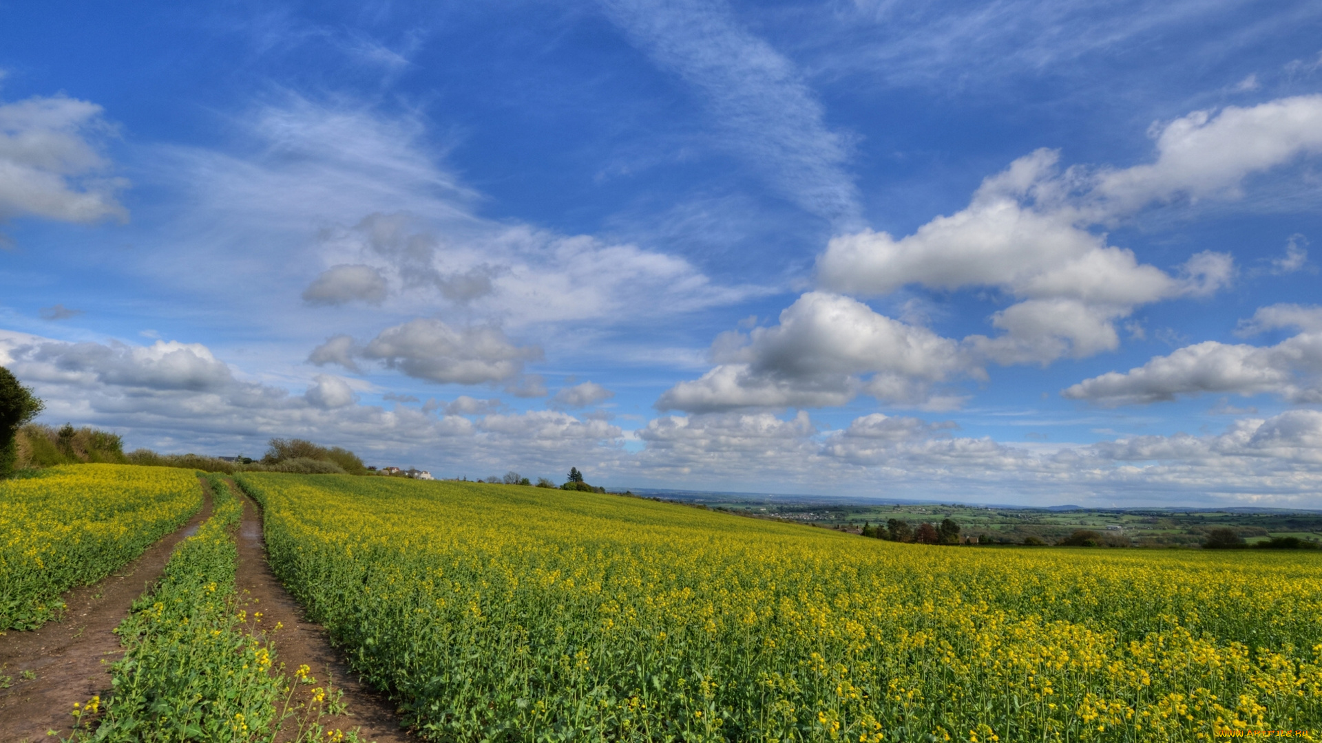 природа, поля, облака, дорога, рапс