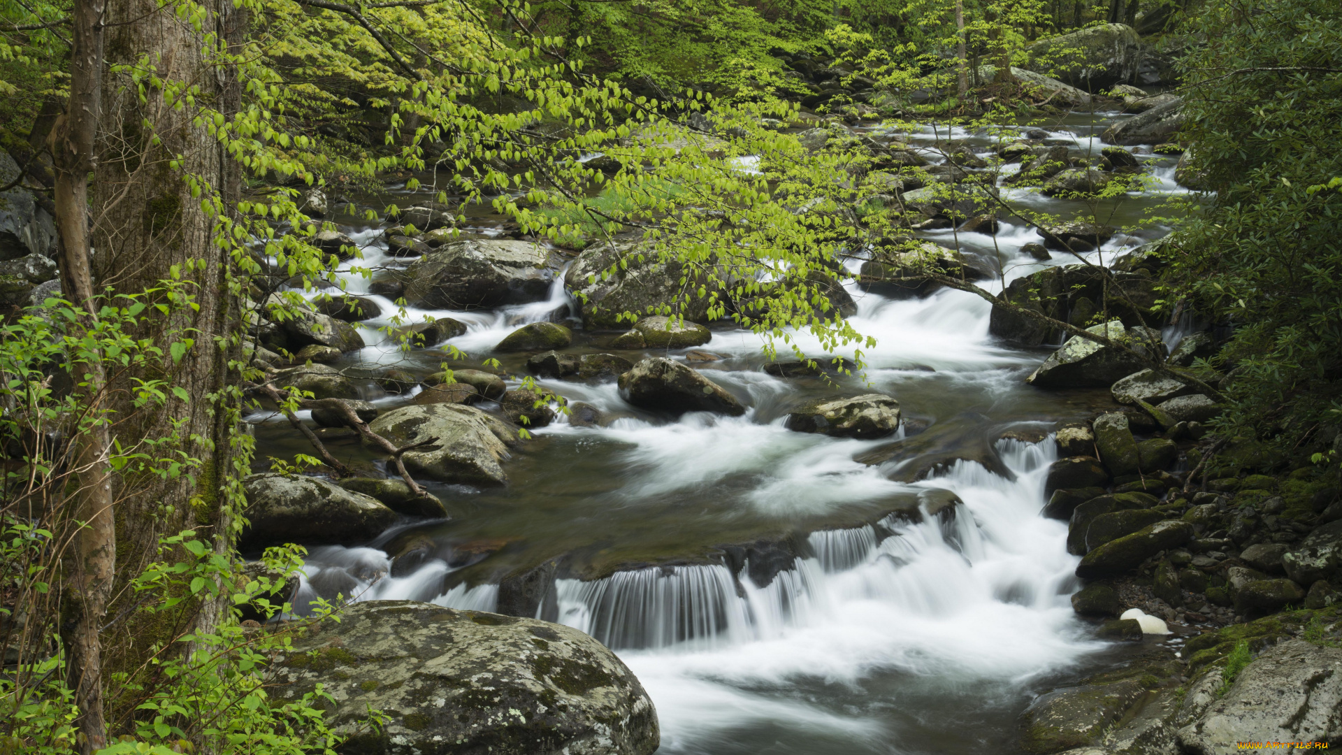 природа, реки, озера, америка, соединённые, штаты, лес, вода