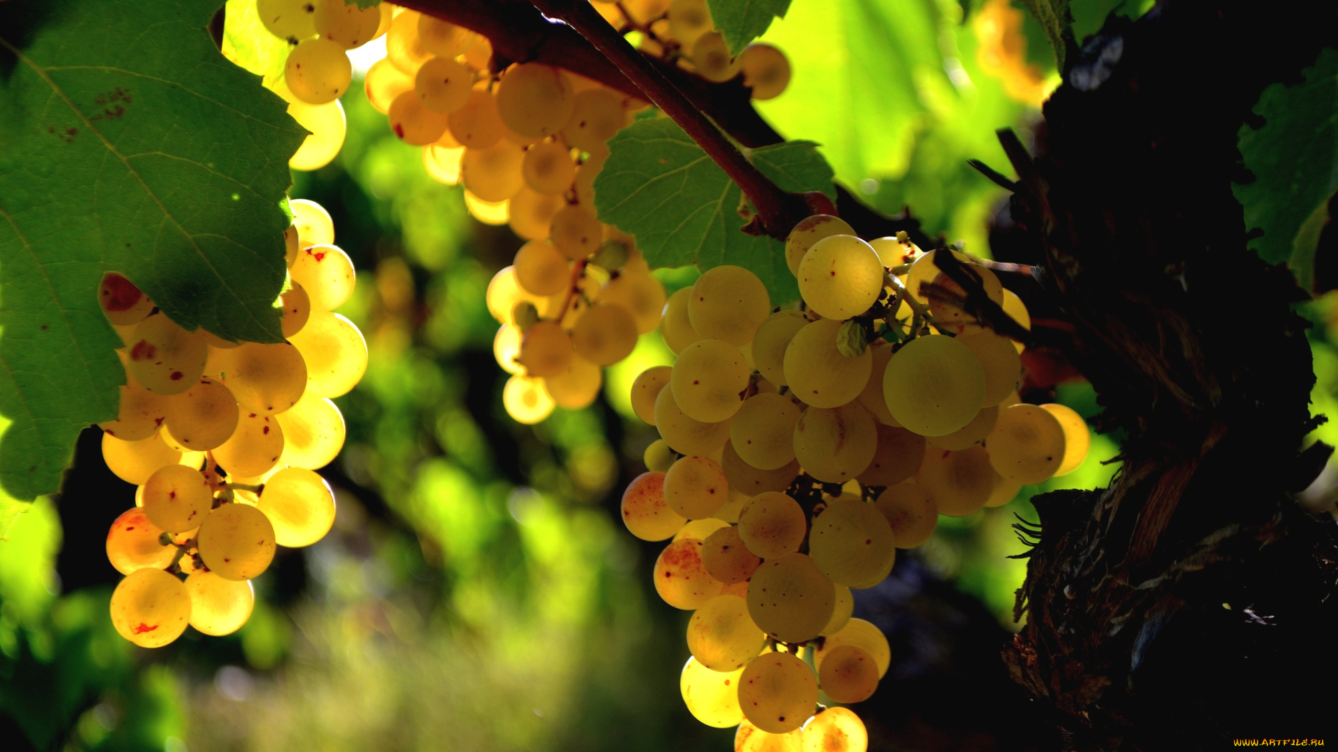 природа, Ягоды, виноград, гроздья, лоза, свет