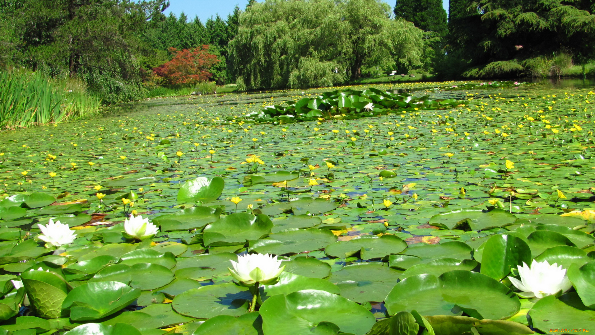 vandusen, botanical, garden, vancouver, канада, природа, парк, пруд, лилии