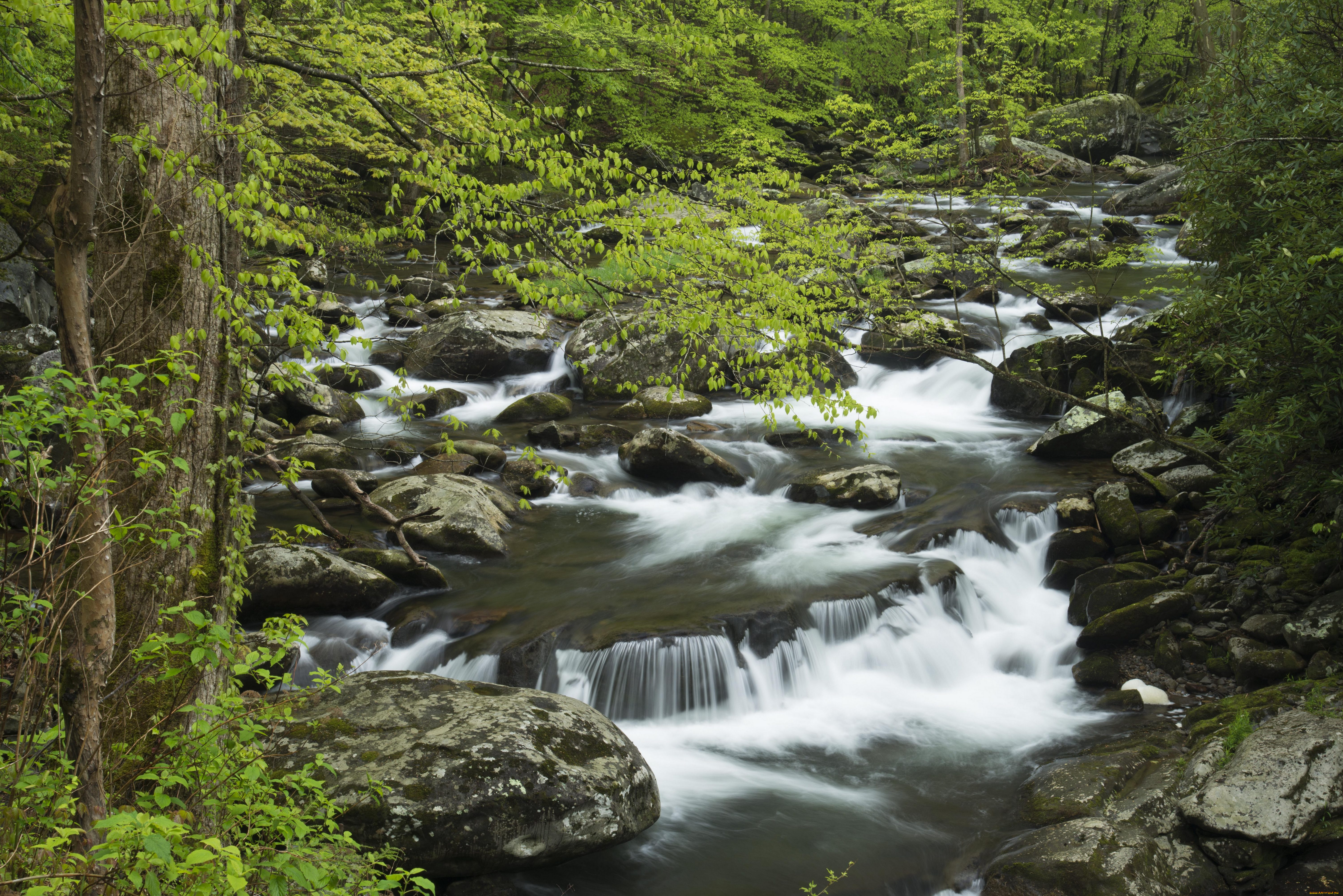 природа, реки, озера, америка, соединённые, штаты, лес, вода