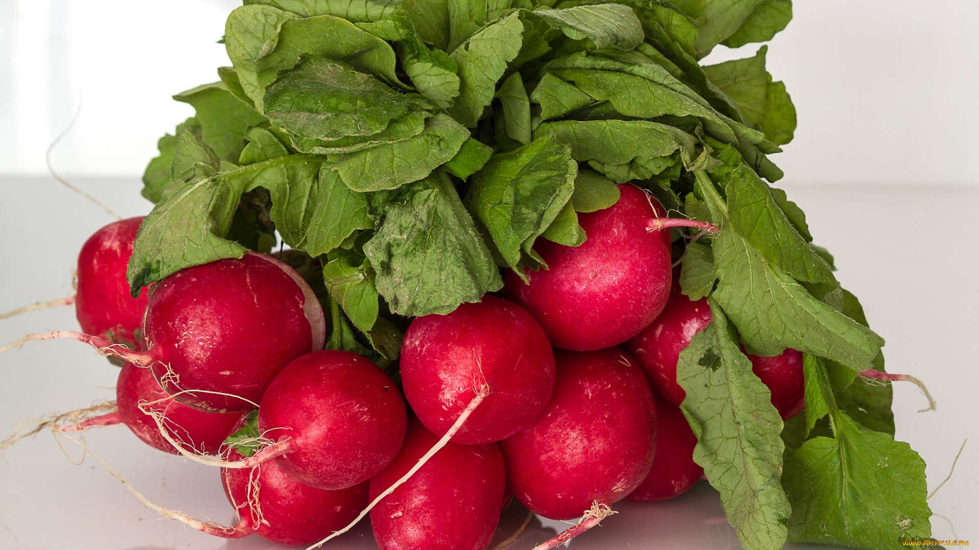 еда, редис, , репа, , редька, листья, пучок, редиска