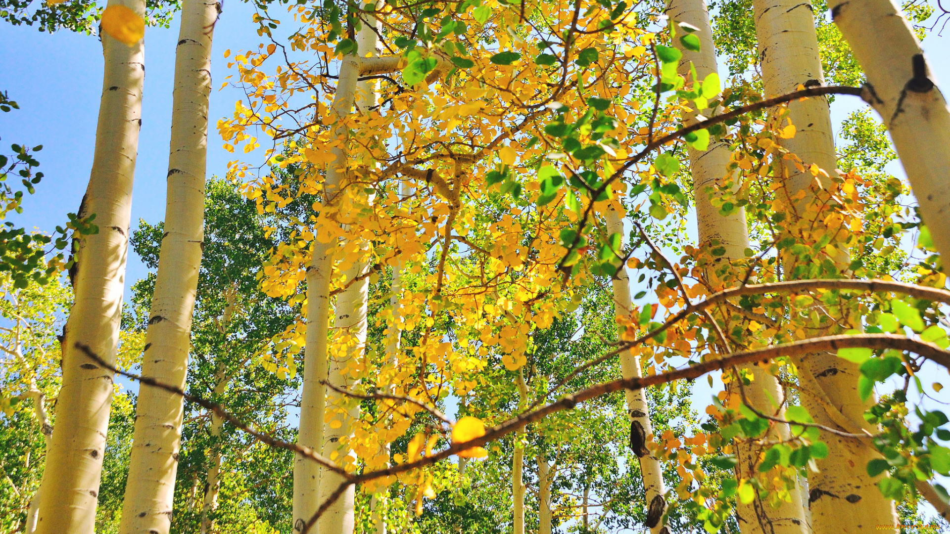 природа, деревья, осень, листья, осина, ствол, небо