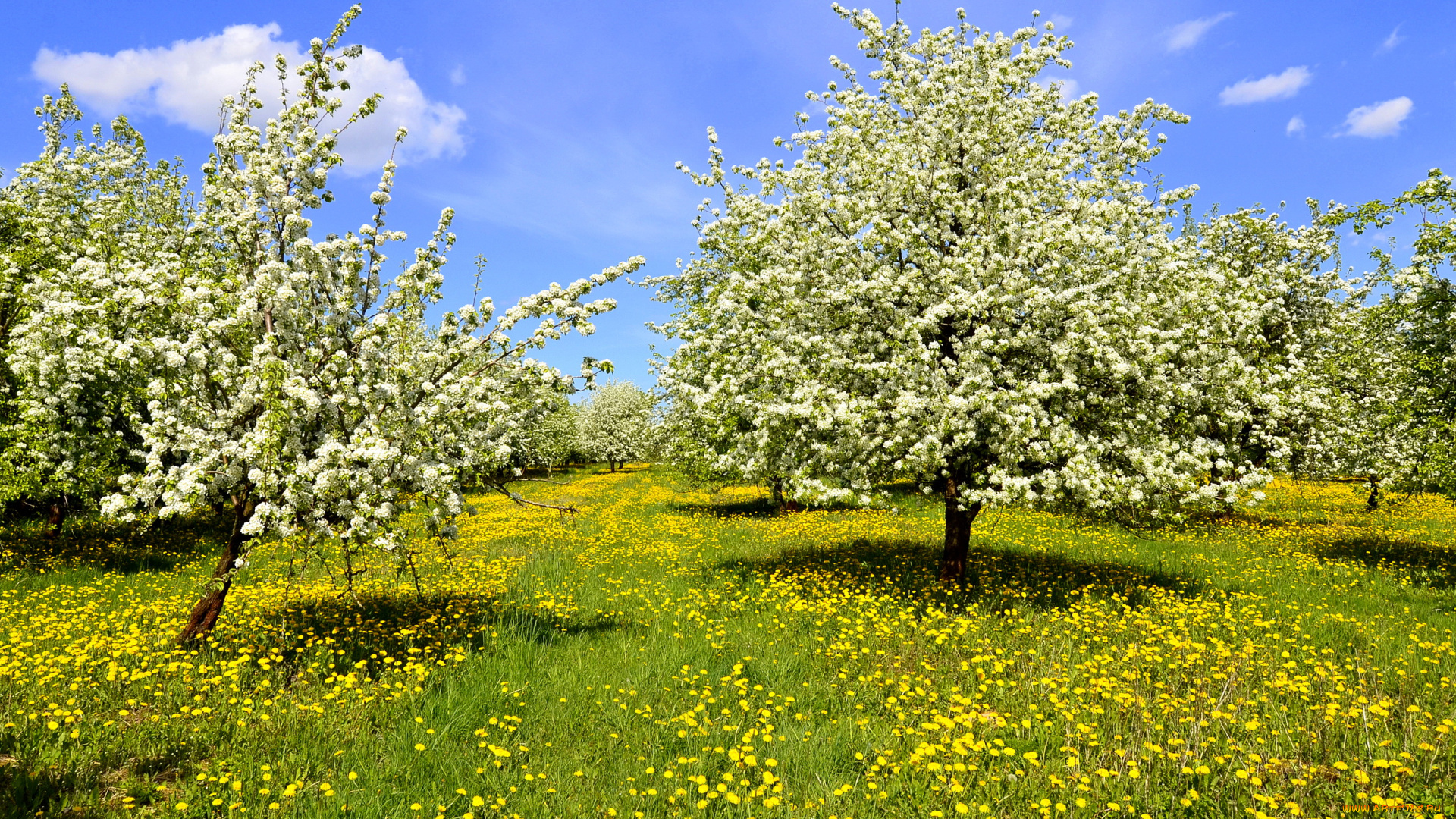 природа, деревья, весна, одуванчики