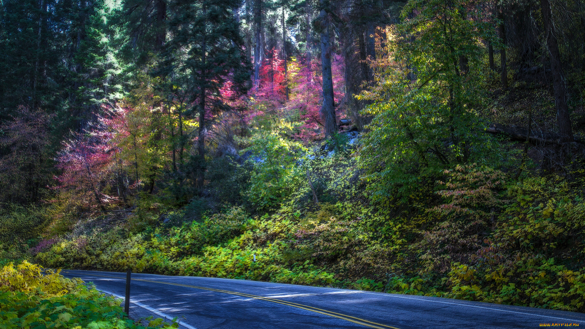природа, дороги, шоссе, лес