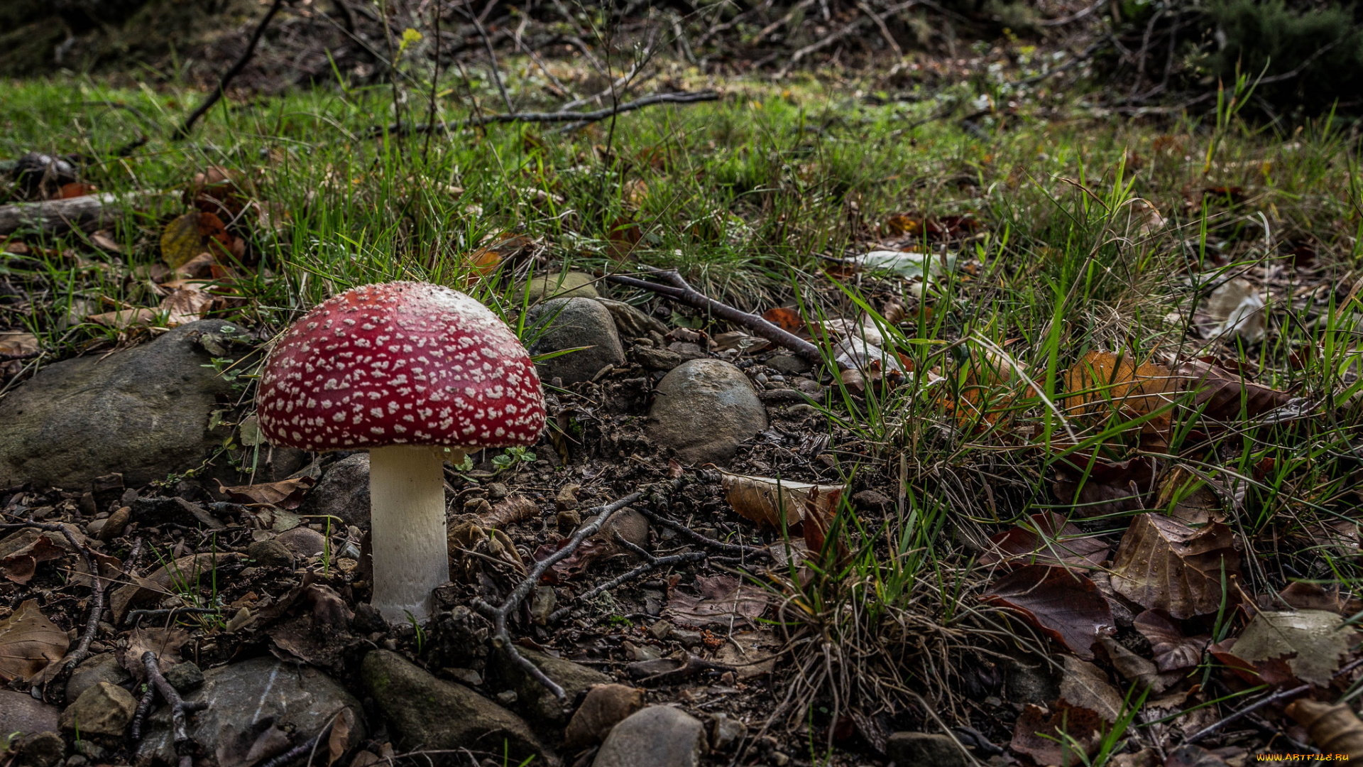 природа, грибы, , мухомор, грибочек