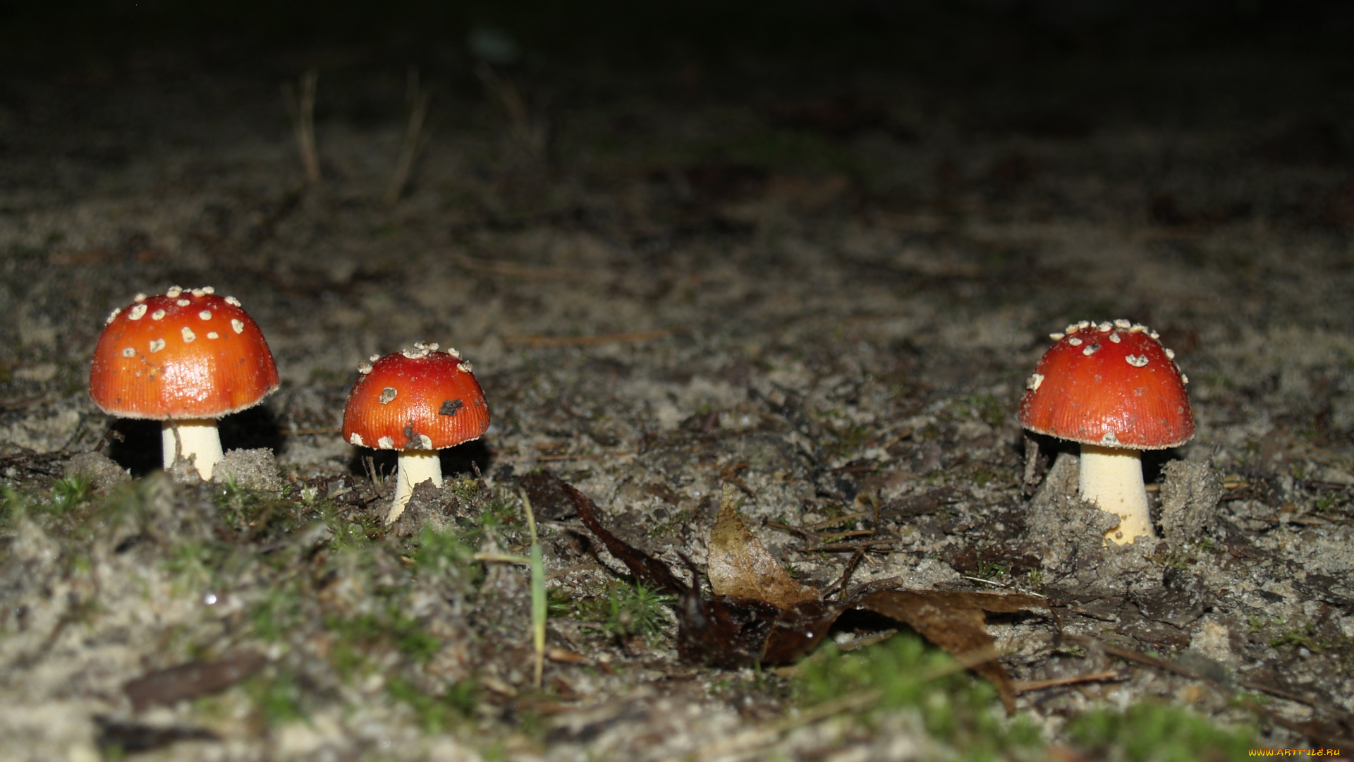 природа, грибы, , мухомор, лес, песок