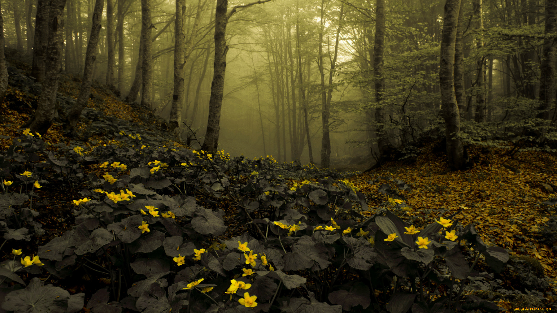 природа, лес, цветы, дымка