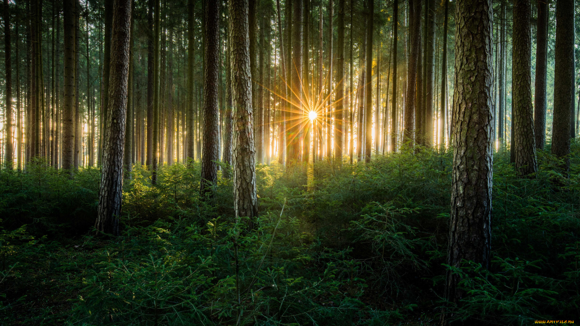 природа, лес, деревья, солнце, лучи, свет
