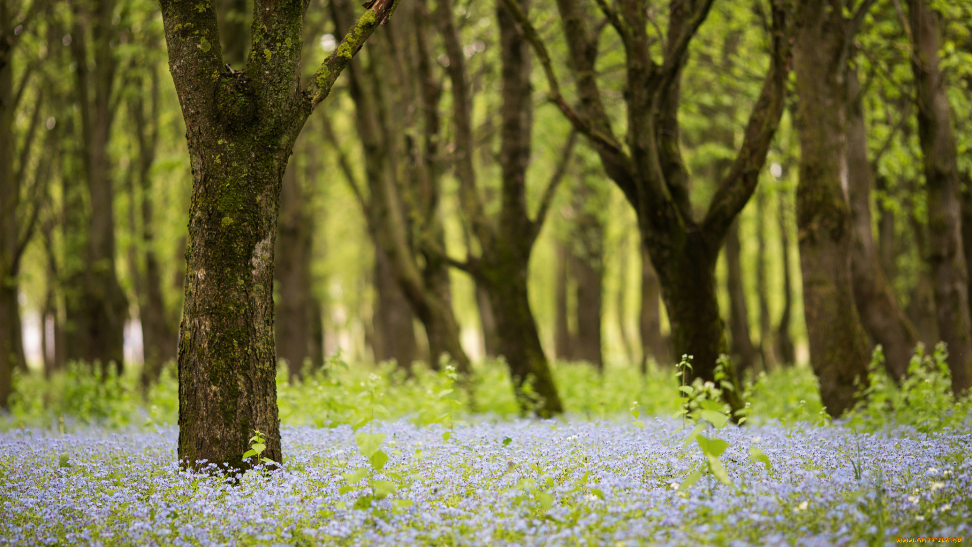природа, лес, деревья, весна, цветы