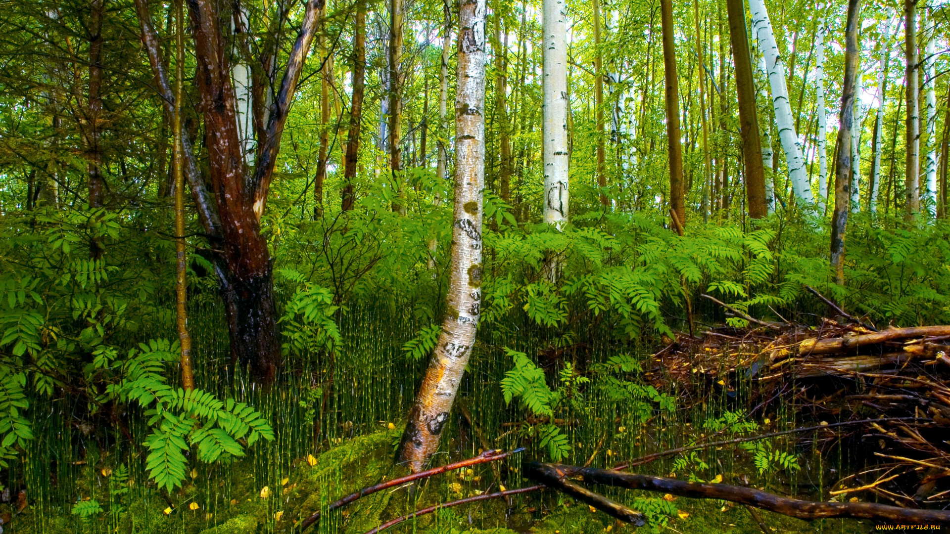 природа, лес, деревья, ветки, трава, кусты, зелень, березы