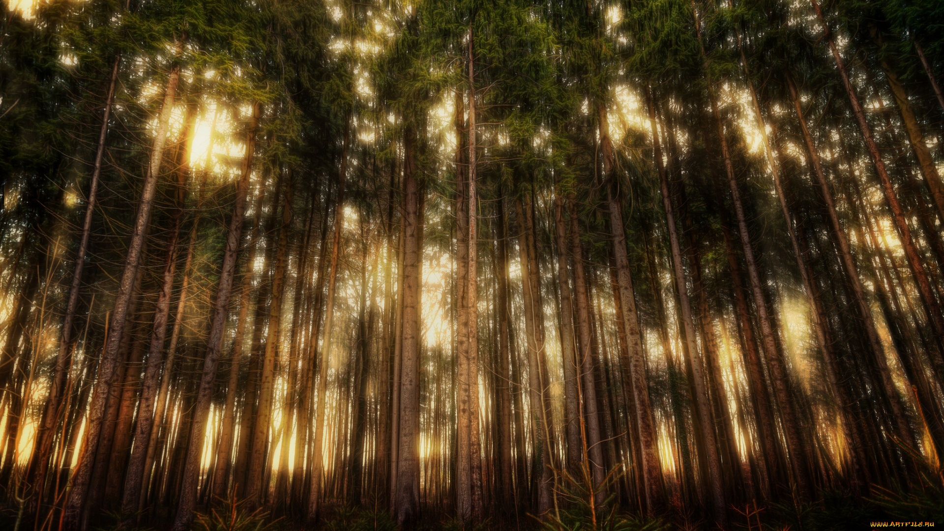 природа, лес, ели, свет