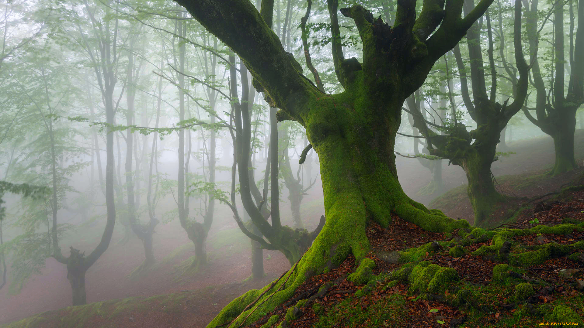 природа, лес, испания, страна, басков, бискайя, весна, май, деревья, бук, мох, дымка