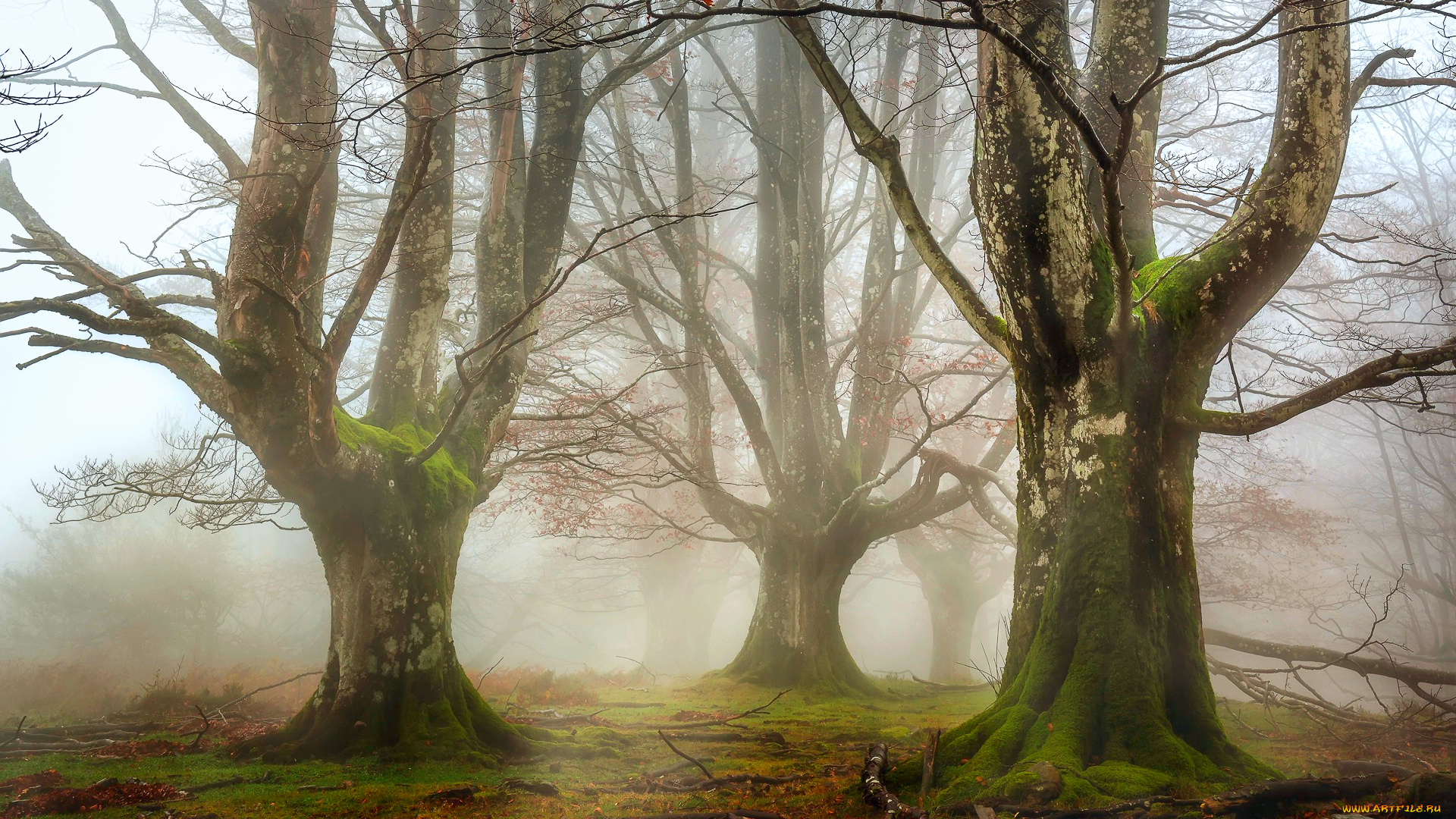 природа, лес, осень, ноябрь, дымка, деревья, мох, ветки, листва, трава