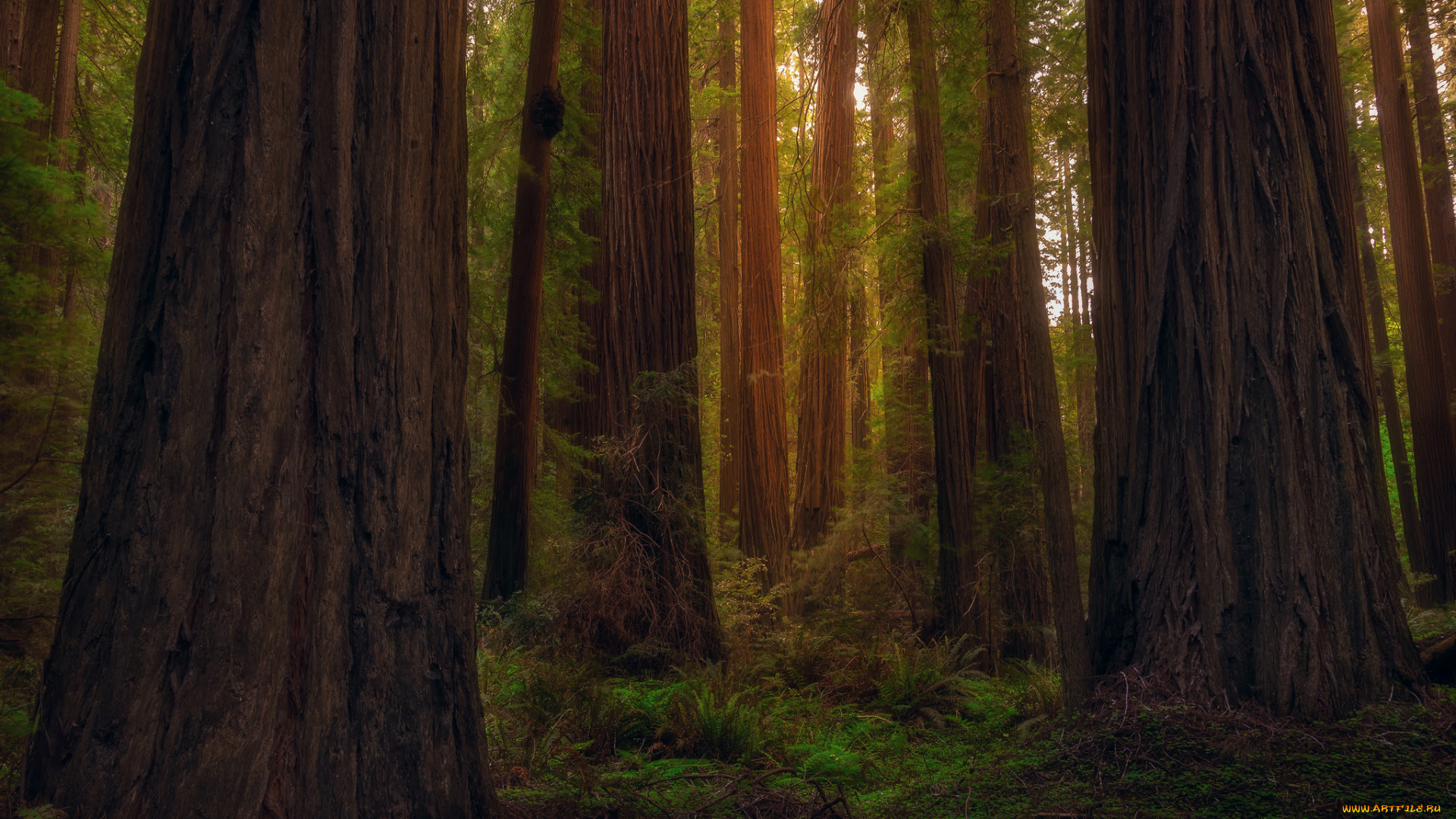 природа, лес, сша, штат, калифорния, рэдвуд, секвойи, деревья