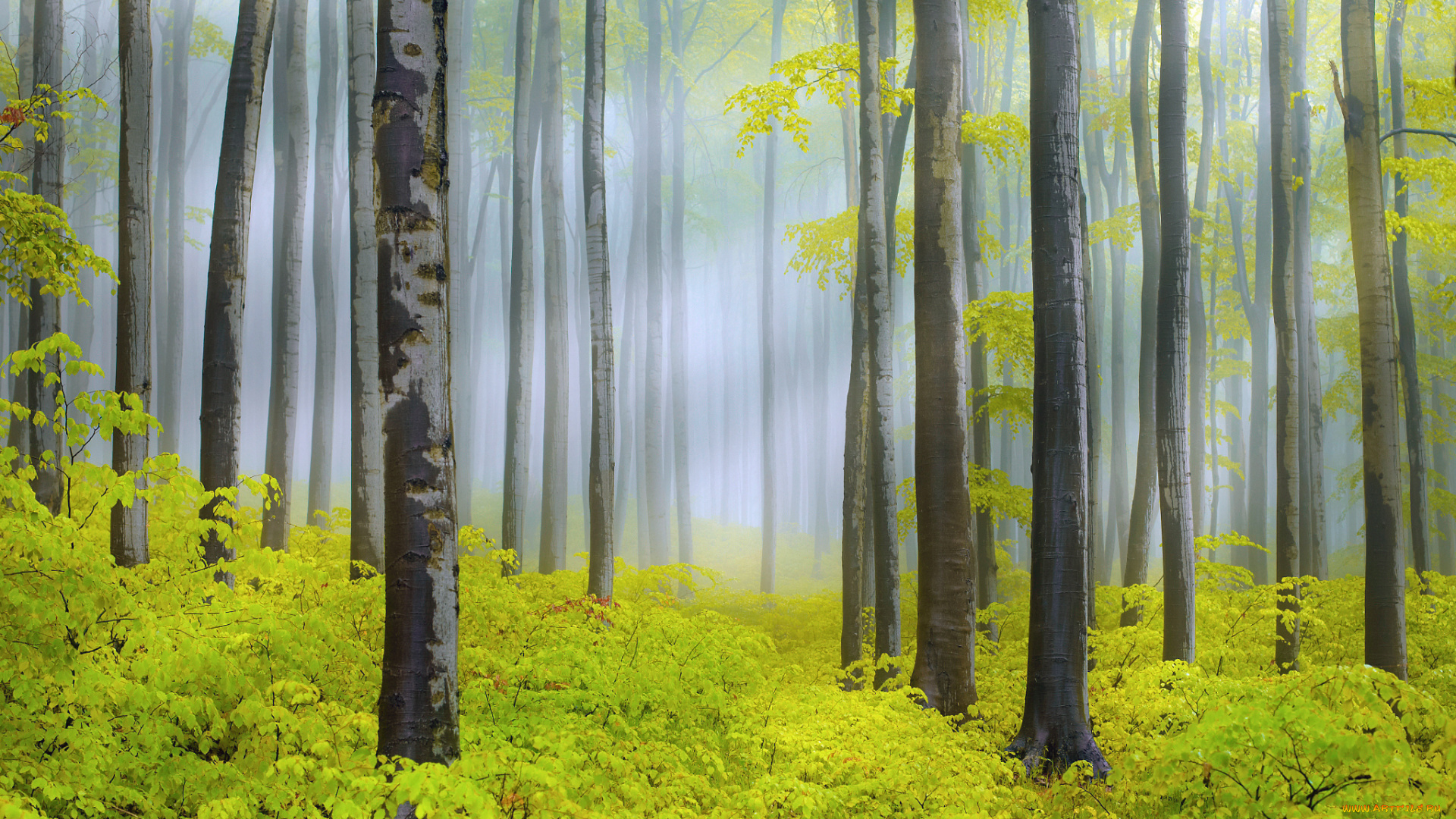 природа, лес, свет, дымка, деревья, весна
