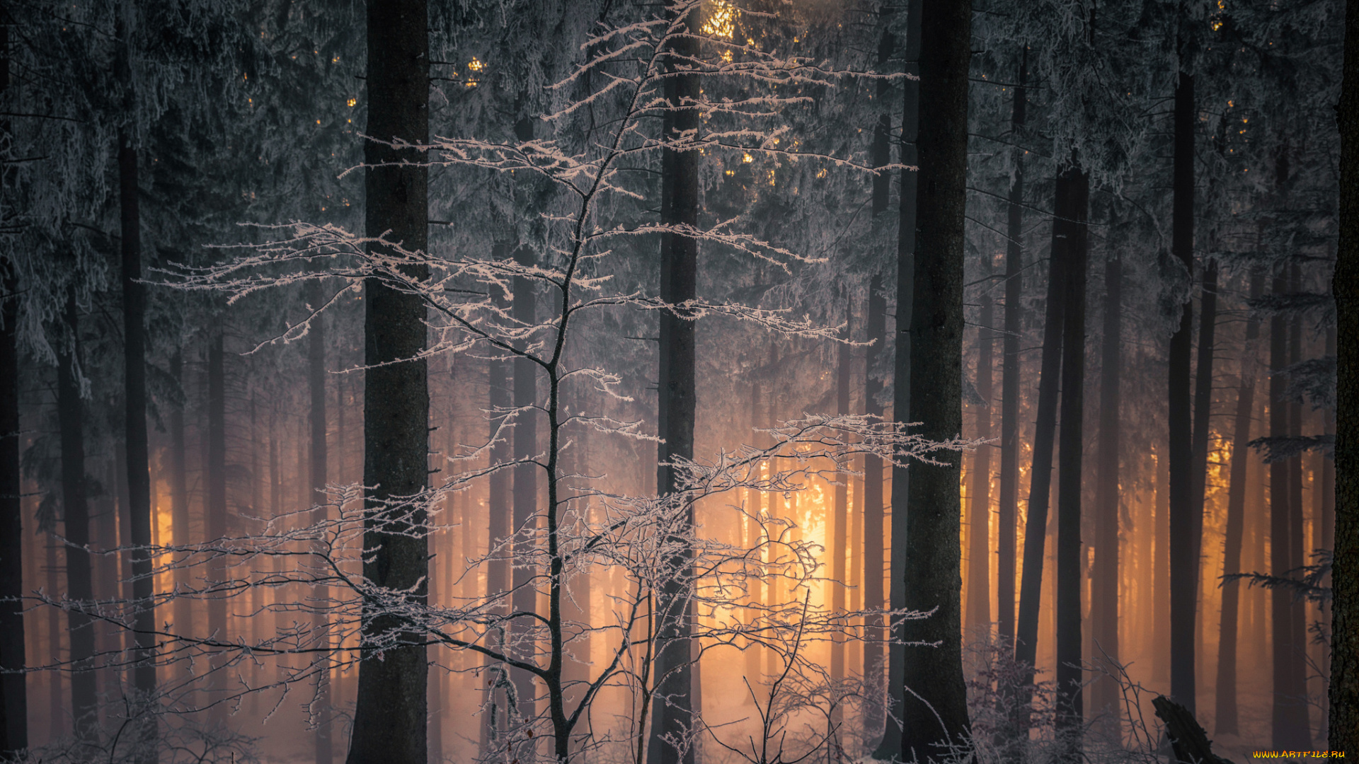 природа, лес, зима, свет, ветки