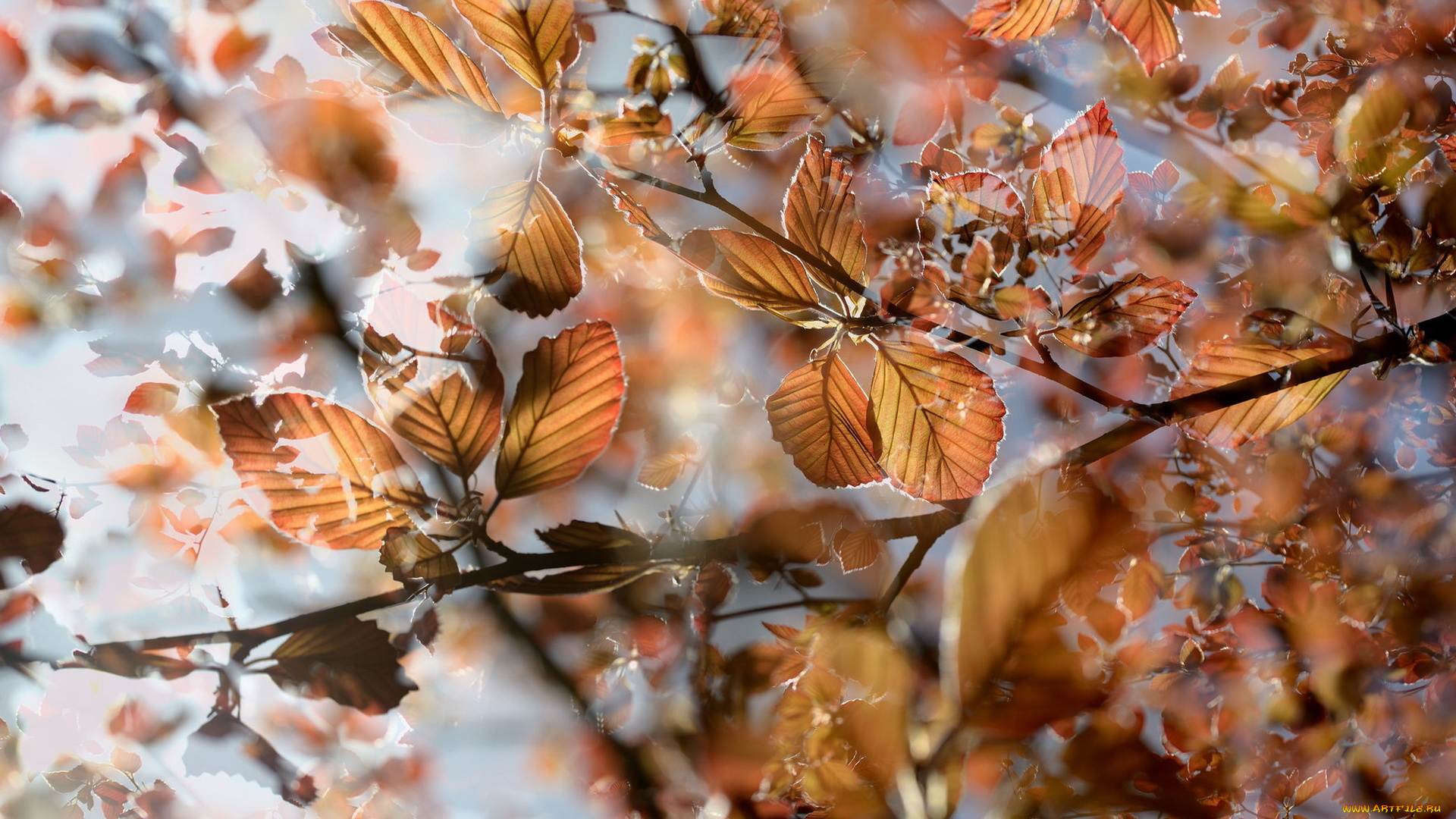 природа, листья, ветки