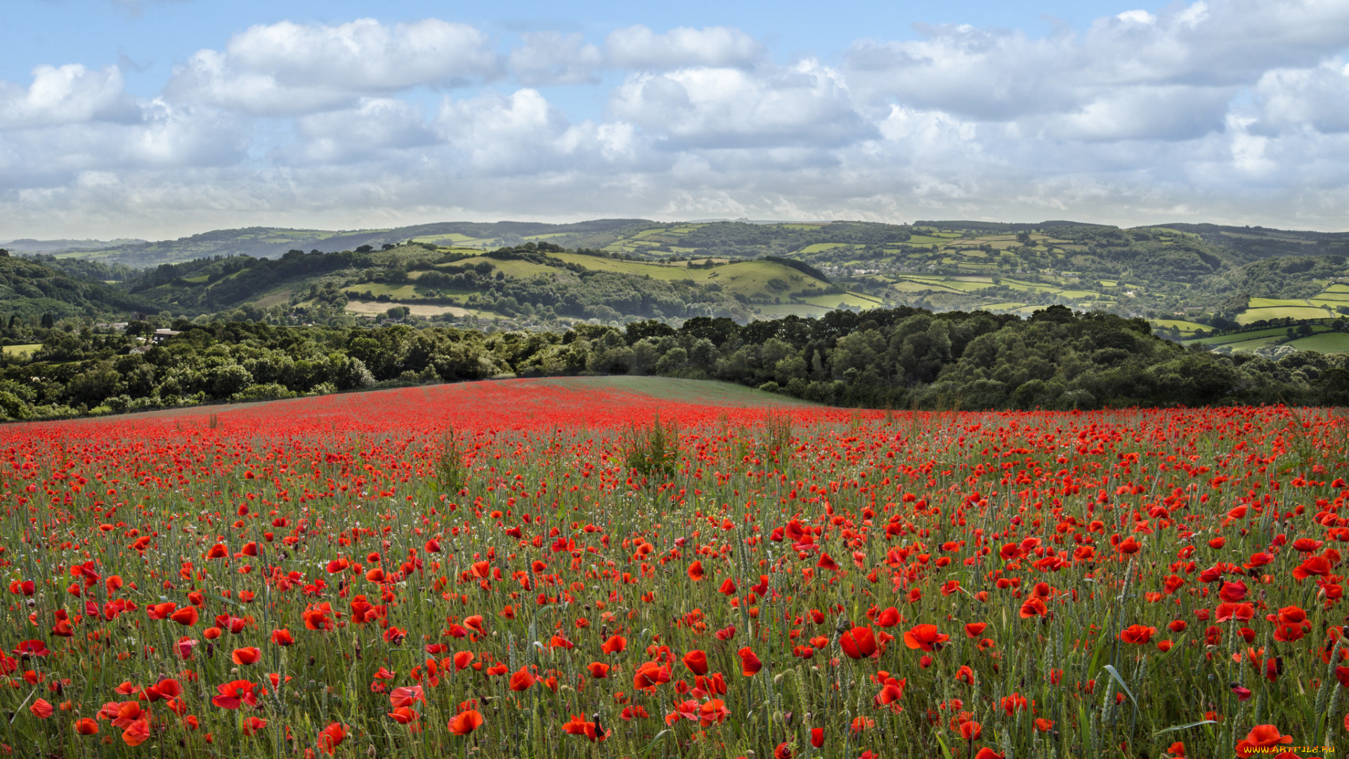 природа, луга, цветы, луг, поле, маки, облака, небо, холмы, деревья