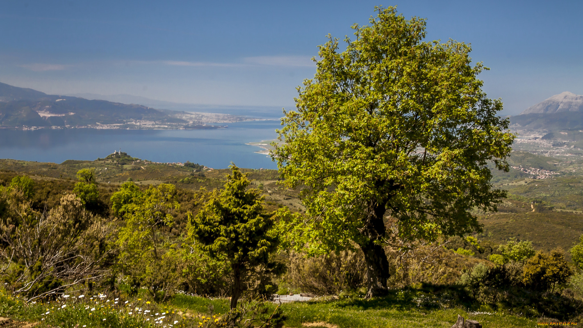 природа, пейзажи, панорама, дерево