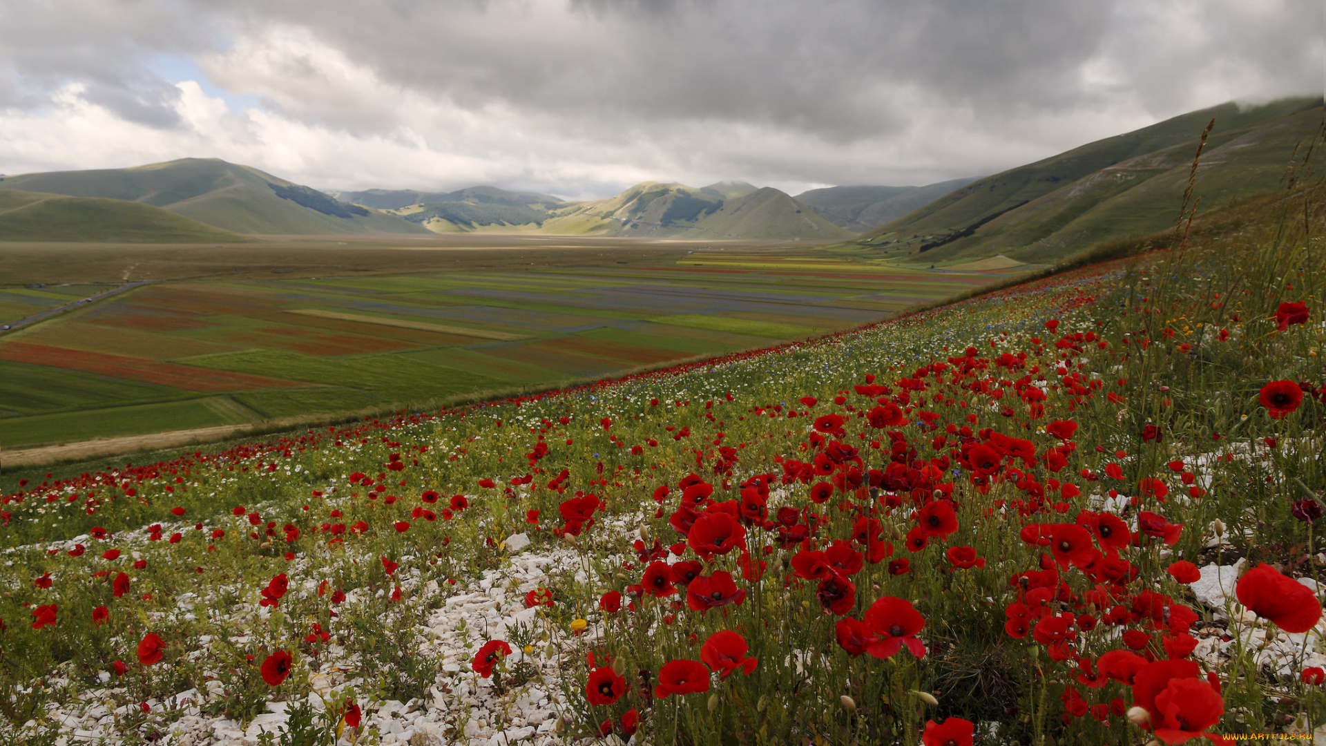 природа, поля, италия, горы, холмы, поле, луг, цветы, маки