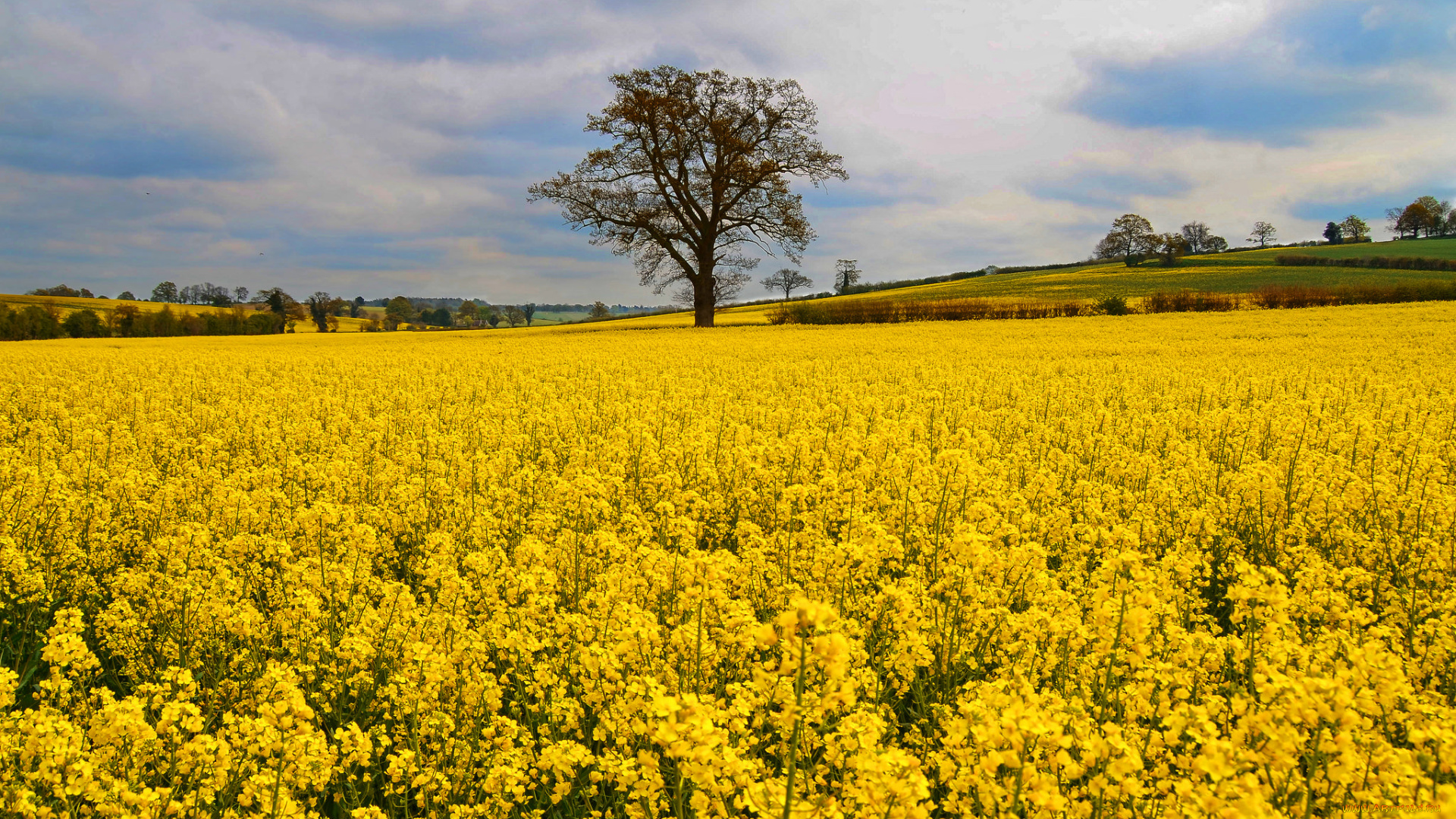 природа, поля, поле, цветы, дерево