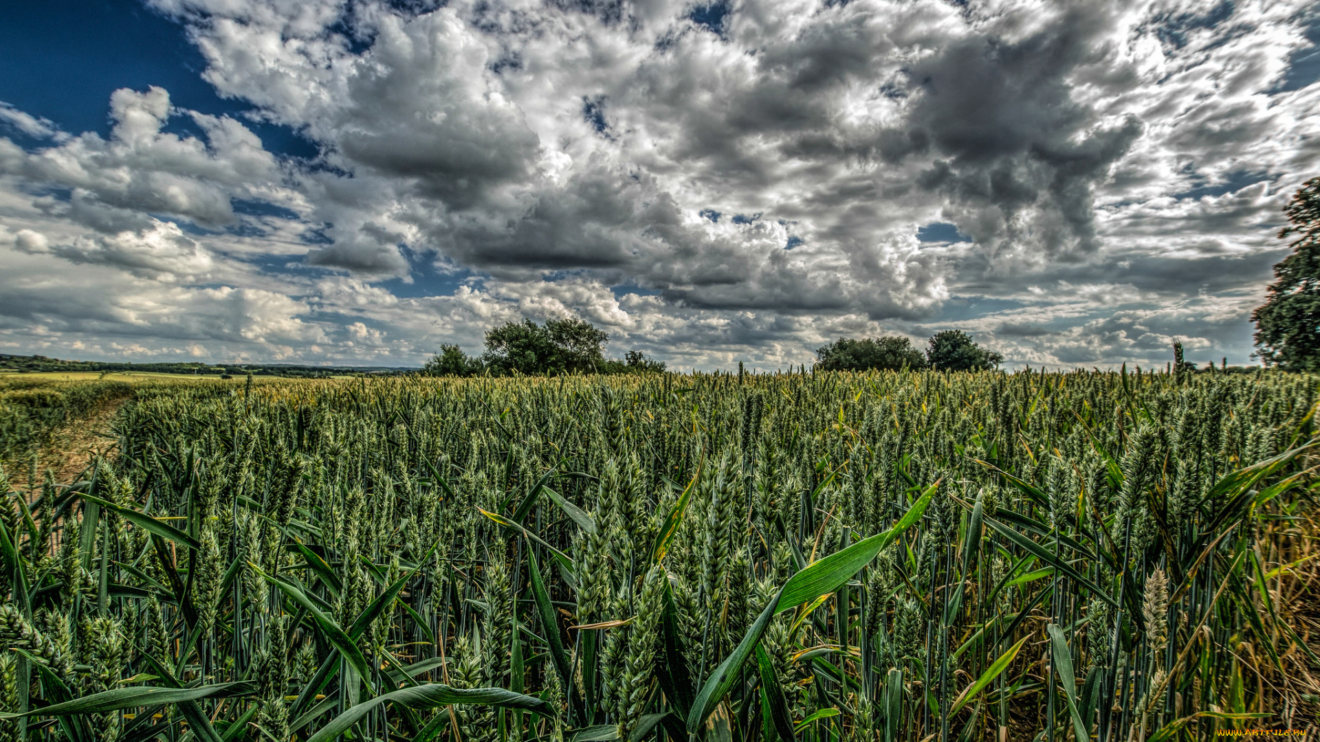 природа, поля, поле, посевы