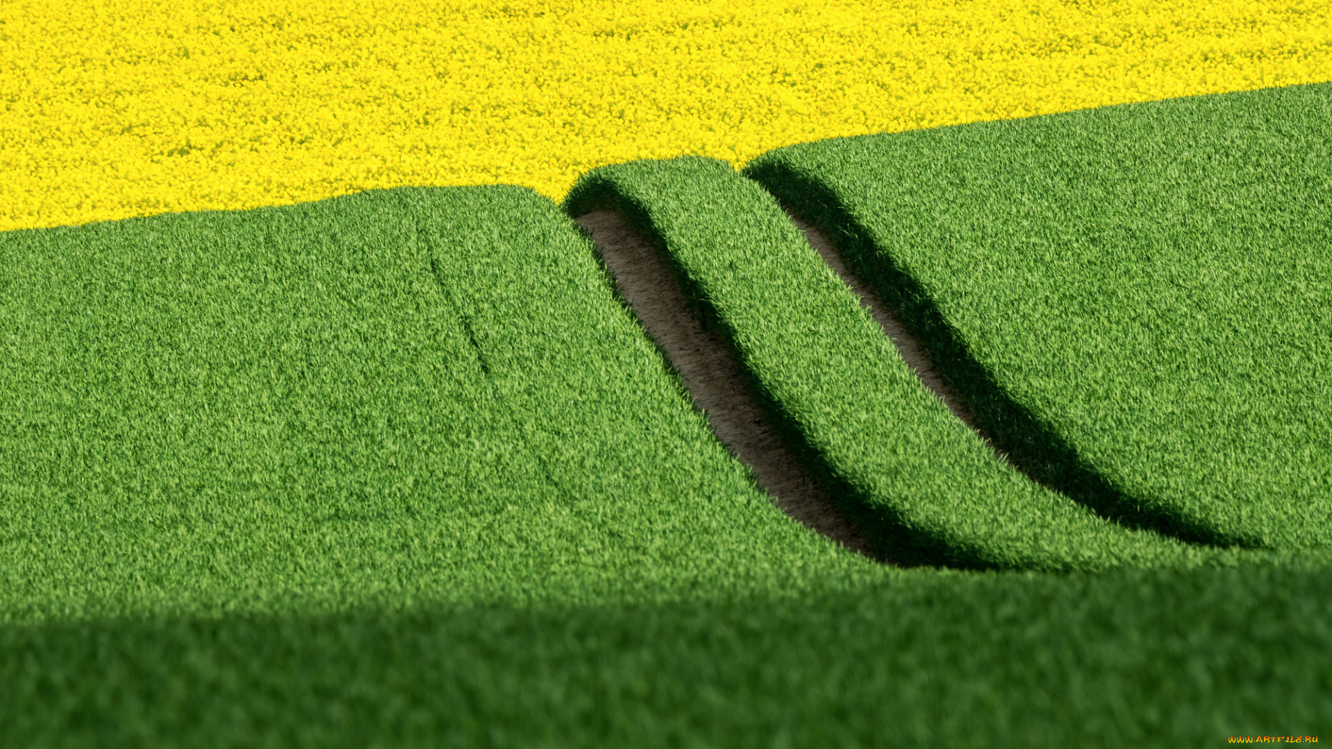 природа, поля, весна, поле, дорога, рапс