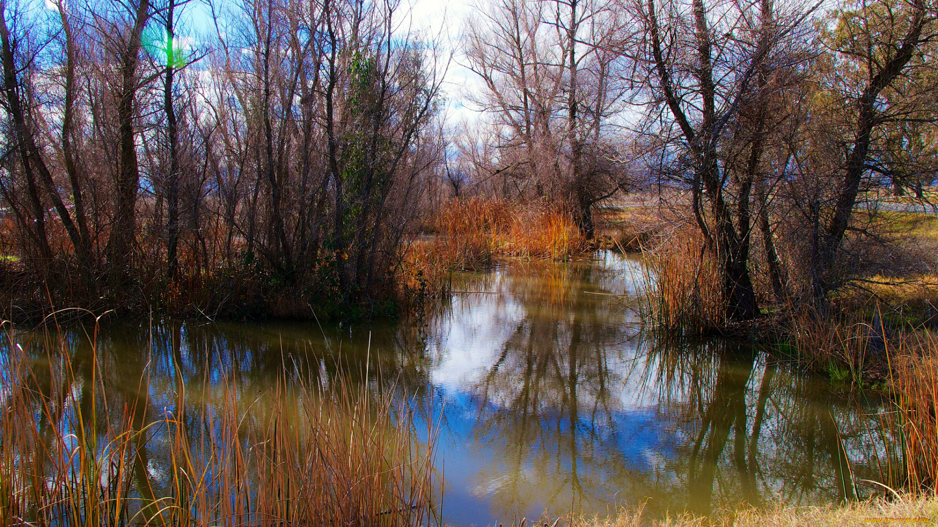 природа, реки, озера, лес, река