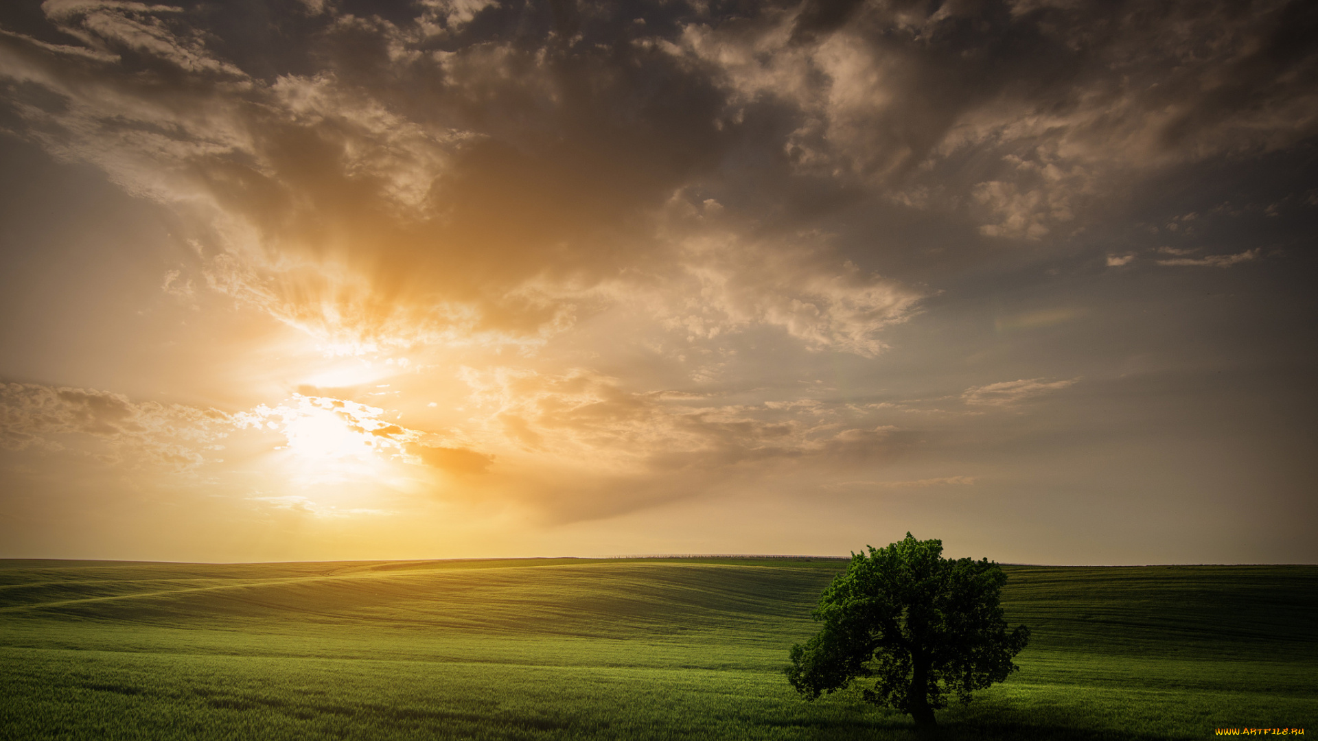природа, восходы, закаты, поле, солнце, небо, дерево, весна