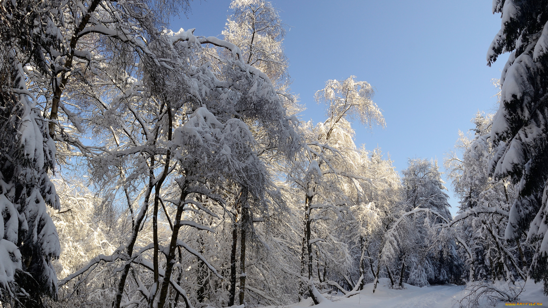 природа, зима, деревья, снег